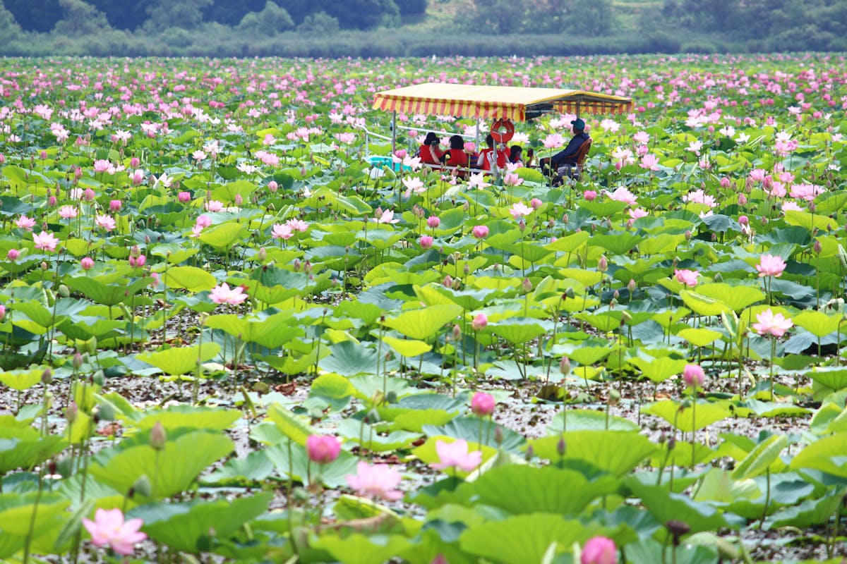 伊豆沼 内沼はすまつり21 遊覧船で沼を探検 ピンクの花が目の前に オマツリジャパン 毎日 祭日 伊豆沼 内沼はすまつり21 遊覧船で沼を探検 ピンクの花が目の前に オマツリジャパン 毎日 祭日
