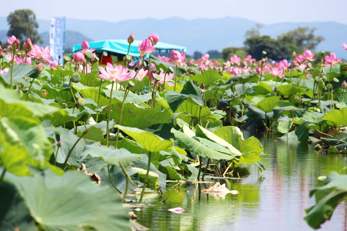 伊豆沼 内沼はすまつり21 遊覧船で沼を探検 ピンクの花が目の前に オマツリジャパン 毎日 祭日 伊豆沼 内沼はすまつり21 遊覧船で沼を探検 ピンクの花が目の前に オマツリジャパン 毎日 祭日