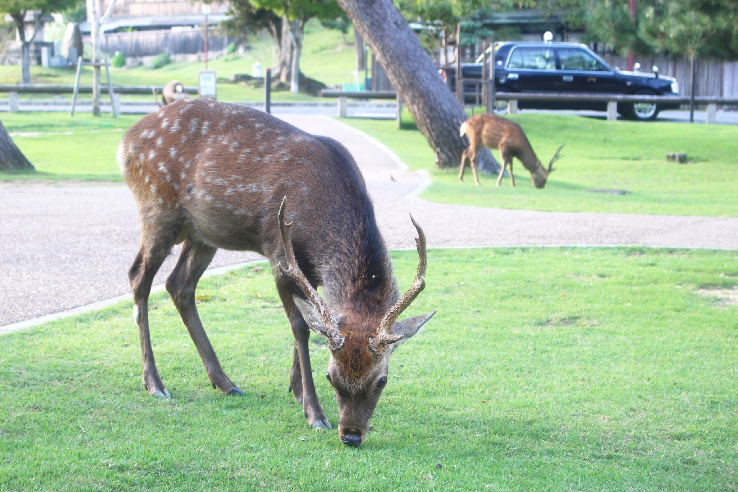 奈良公園