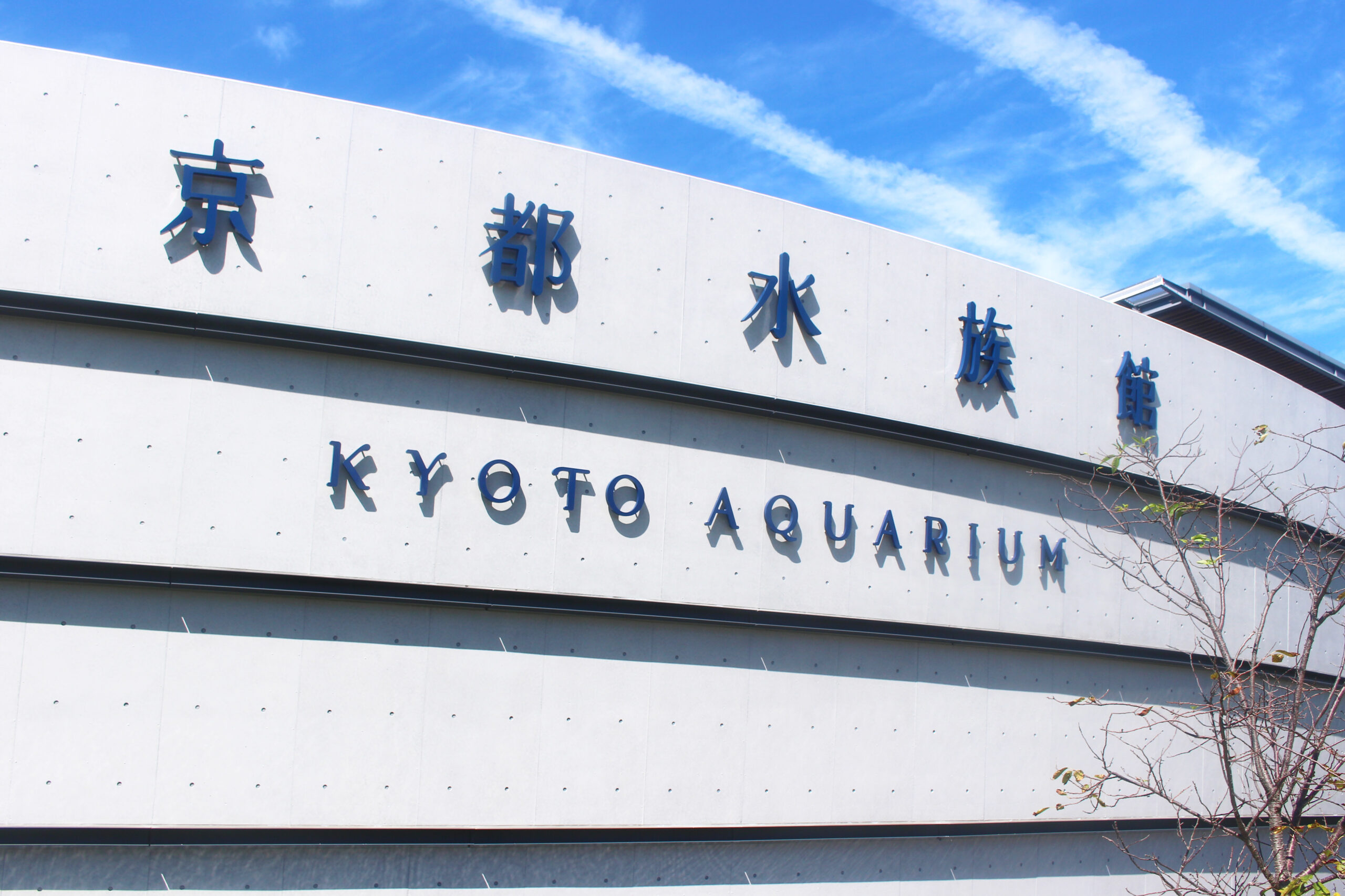 くらげと風鈴が京都水族館で開催中!飼育員さんの熱意が風鈴に くらげと風鈴が京都水族館で開催中!飼育員さんの熱意が風鈴に
