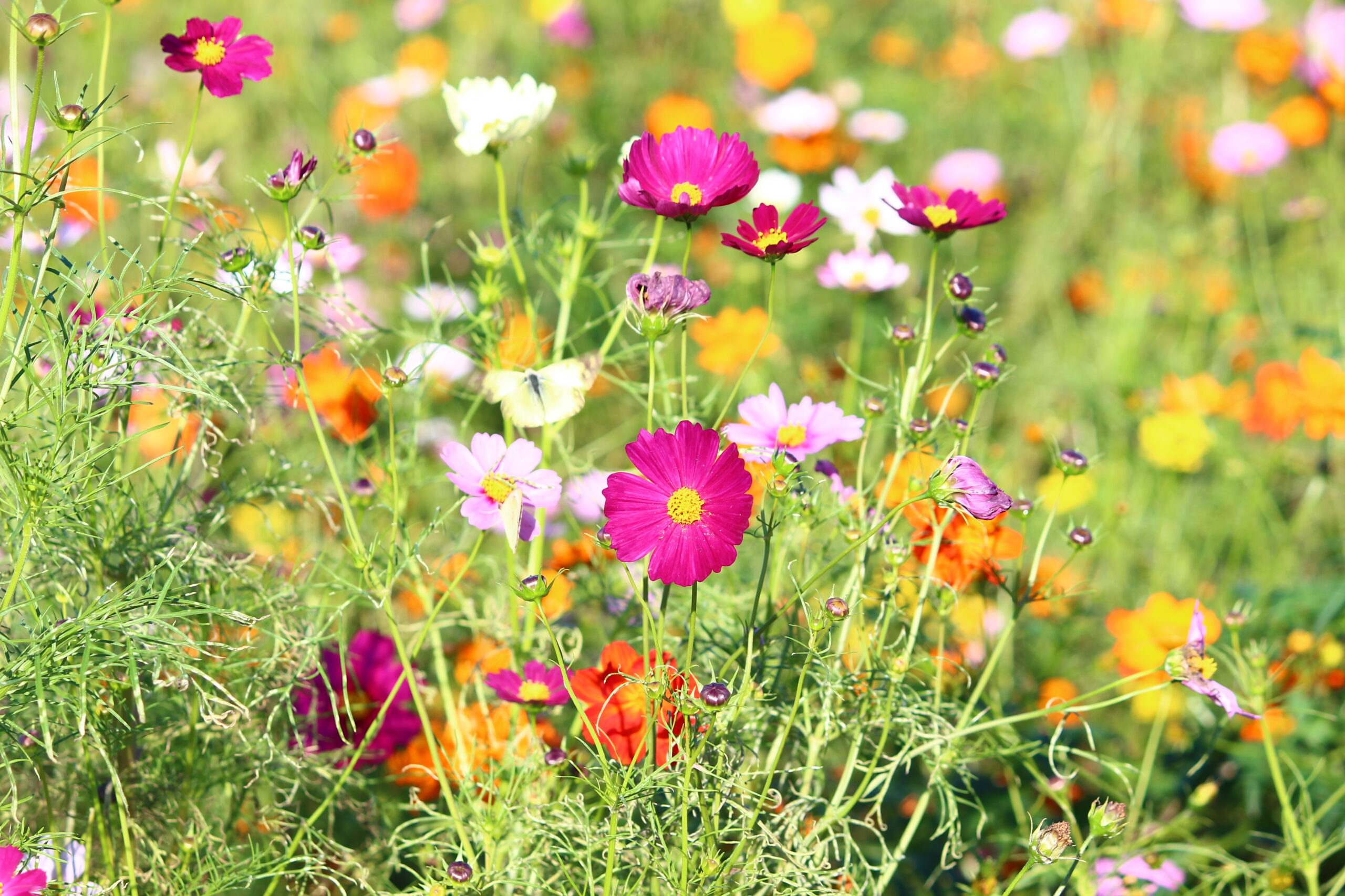 コスモスウィーク