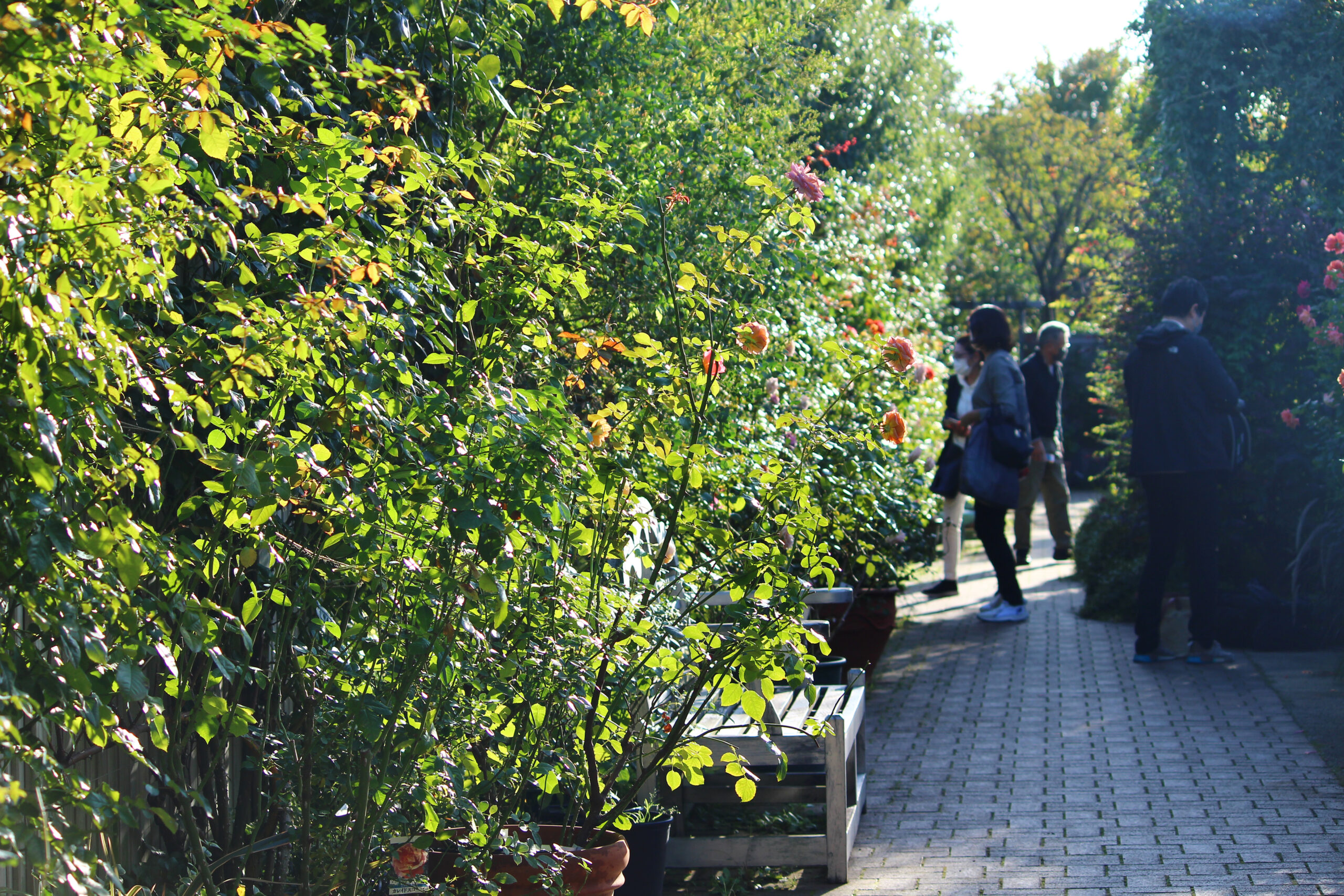 オータムガーデンフェスティバル