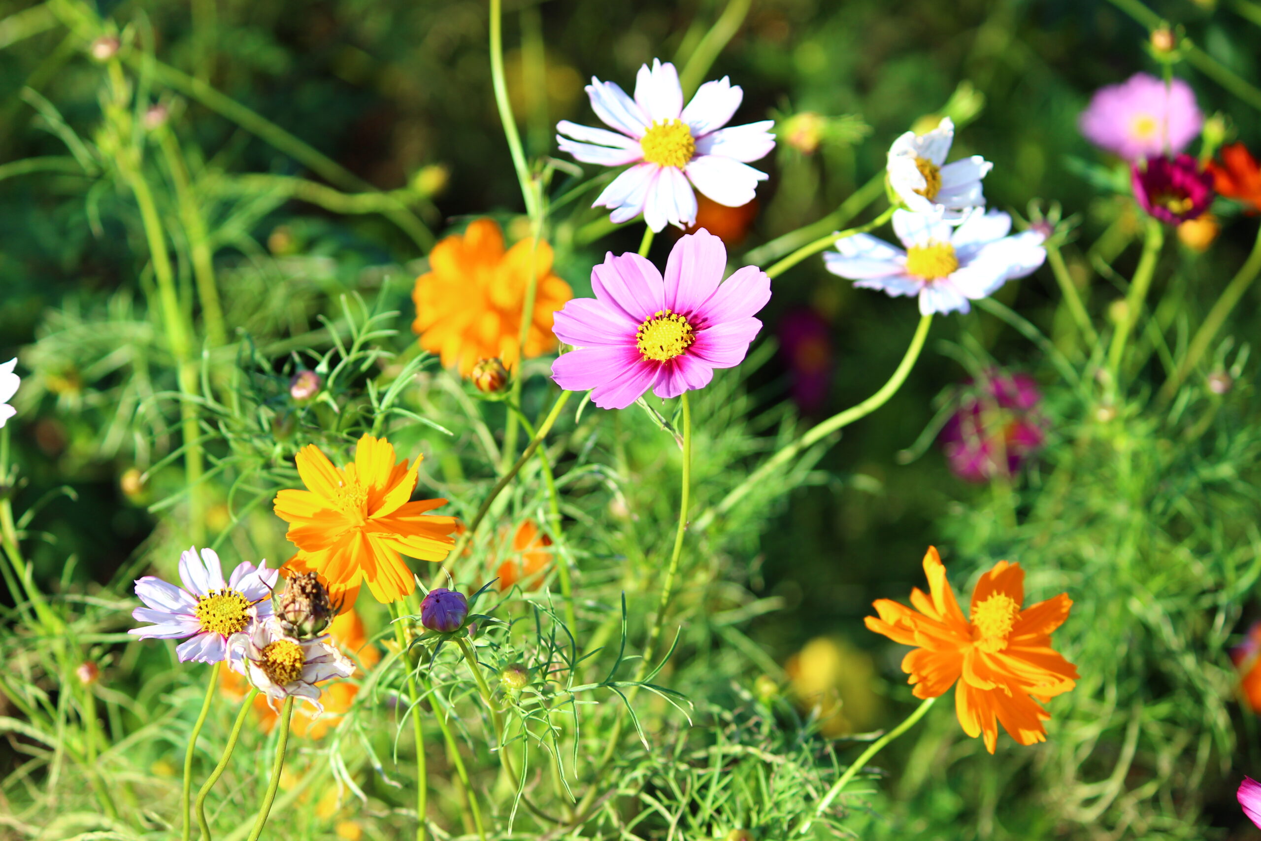 コスモスウィーク