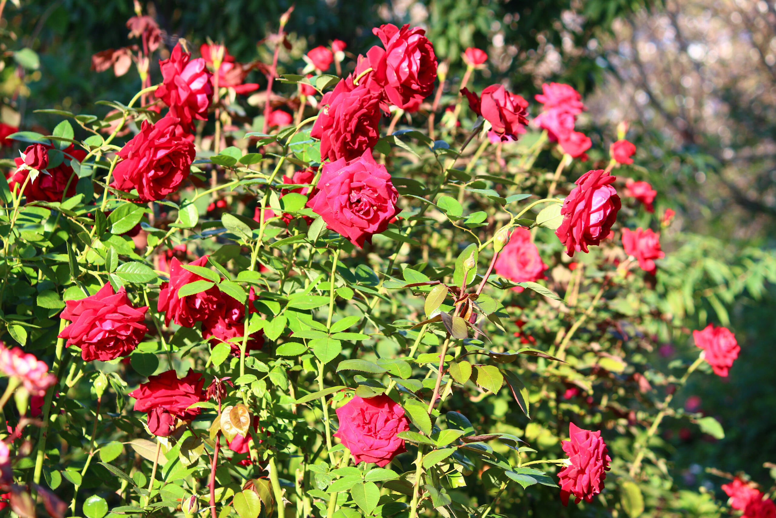 オータムガーデンフェスティバル