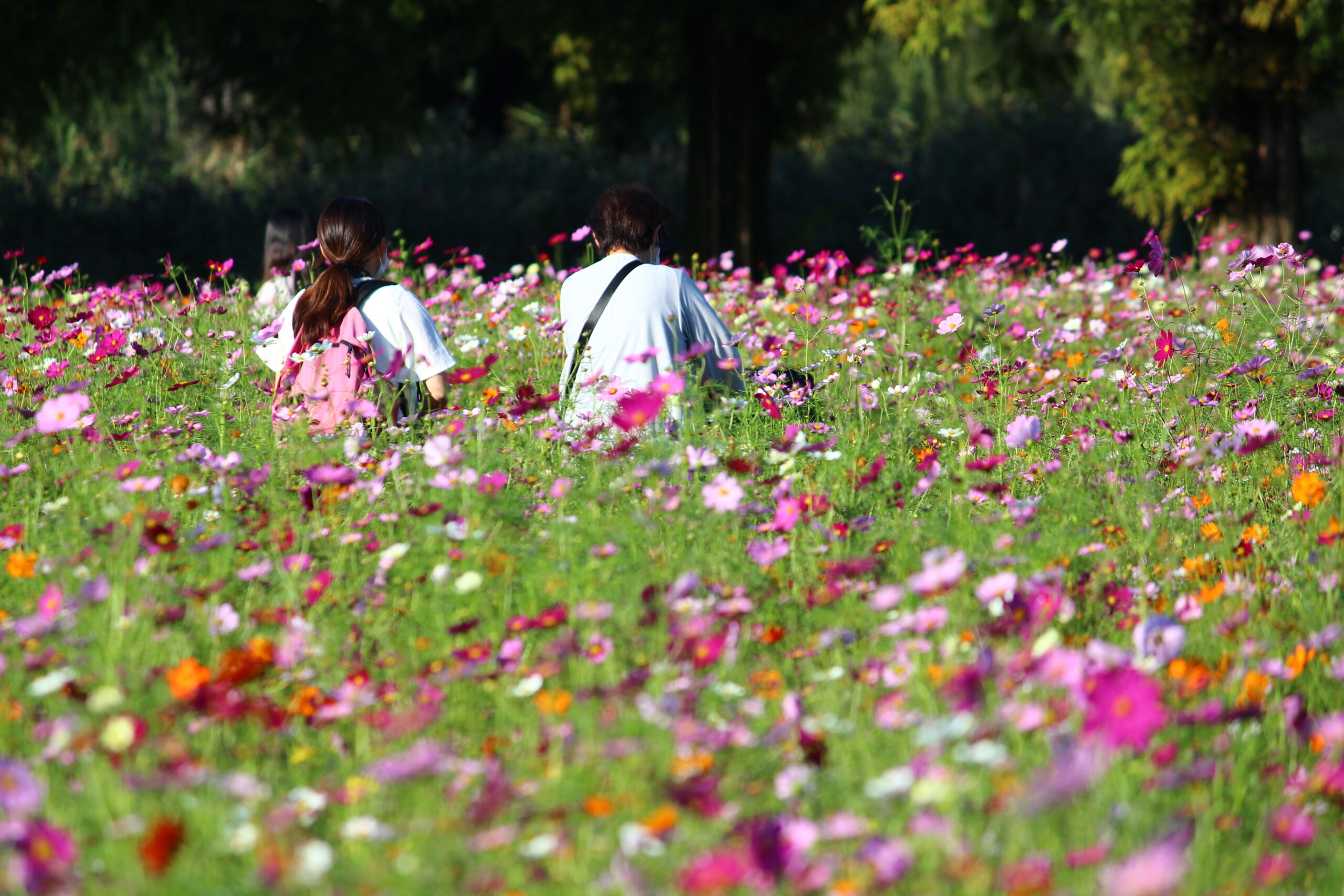 コスモスウィーク