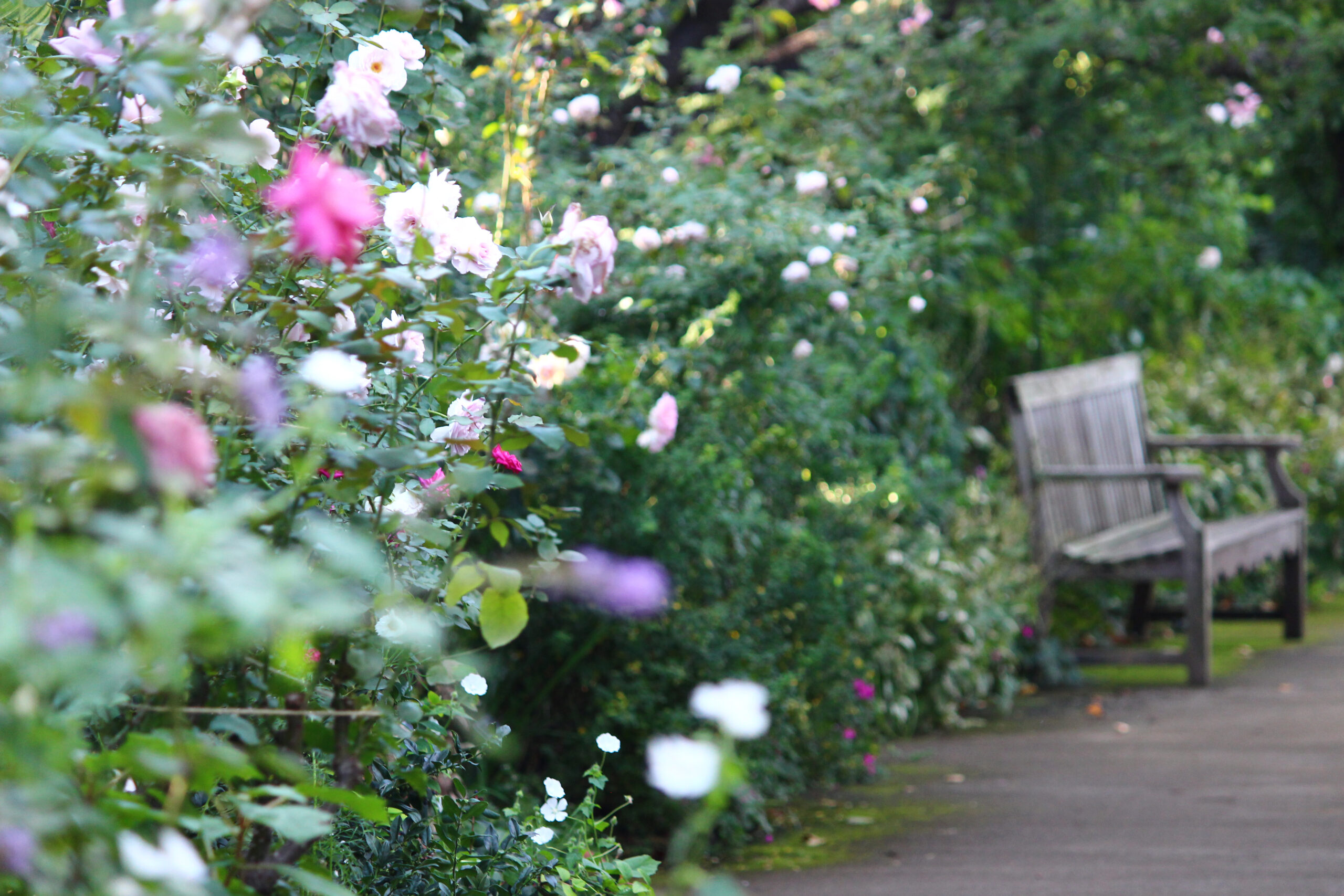 オータムガーデンフェスティバル