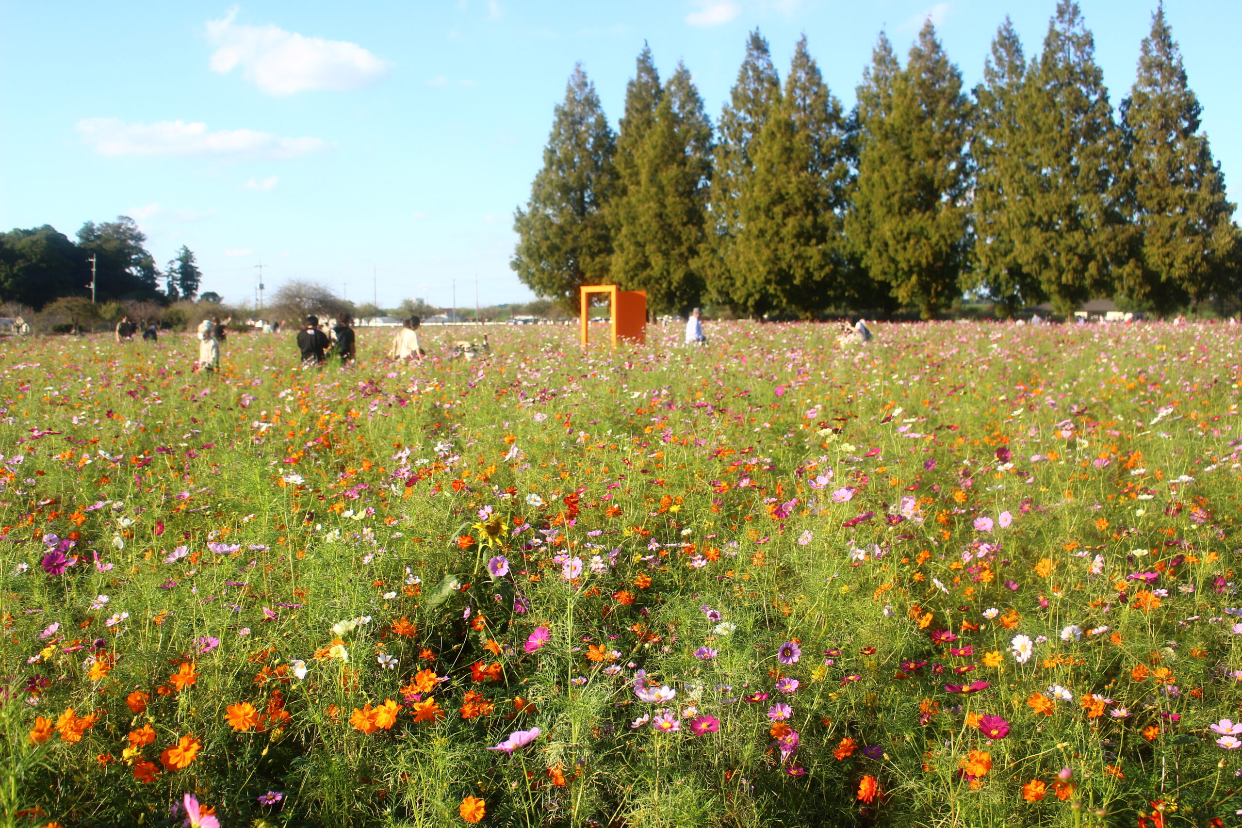 コスモスウィーク