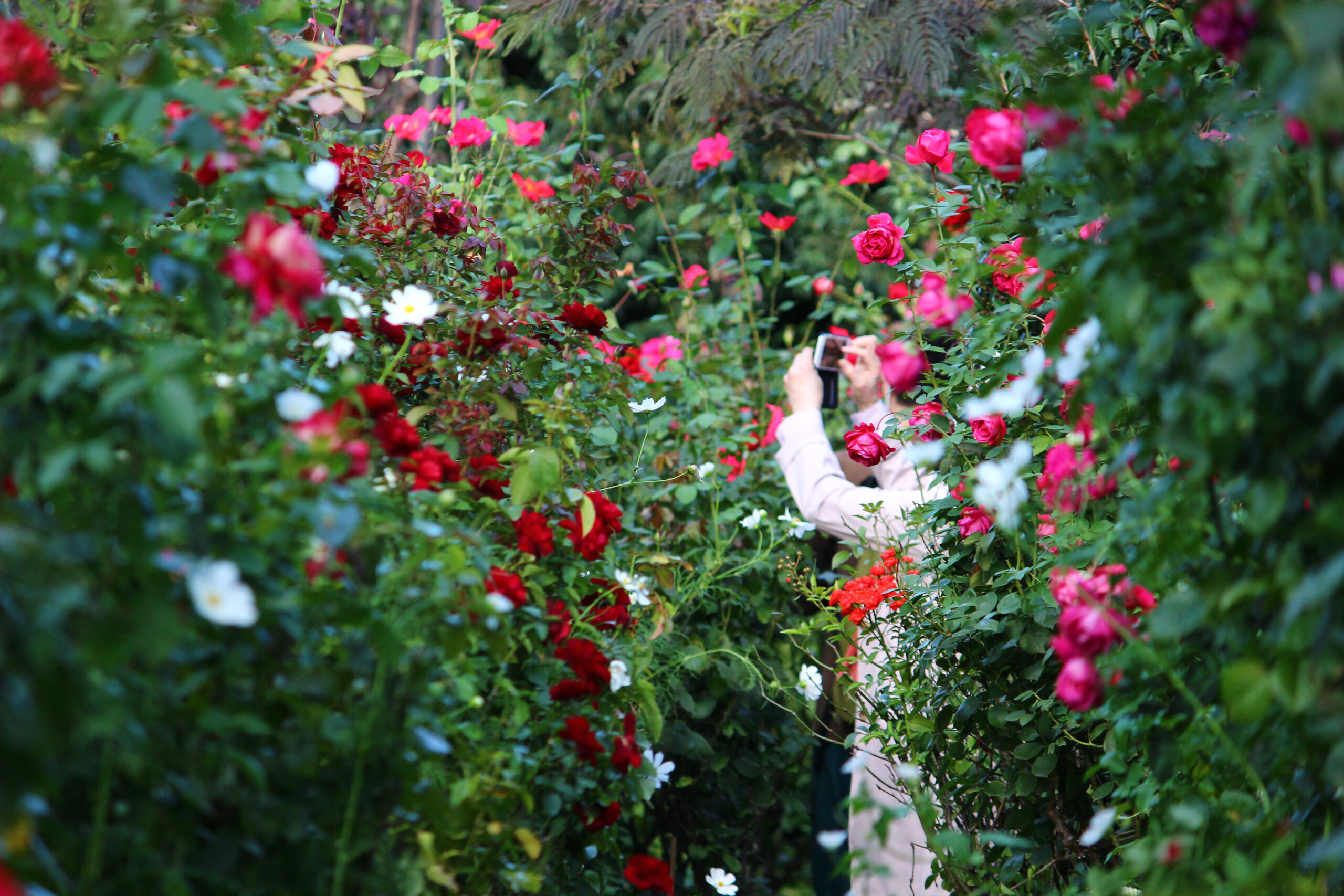 オータムガーデンフェスティバル