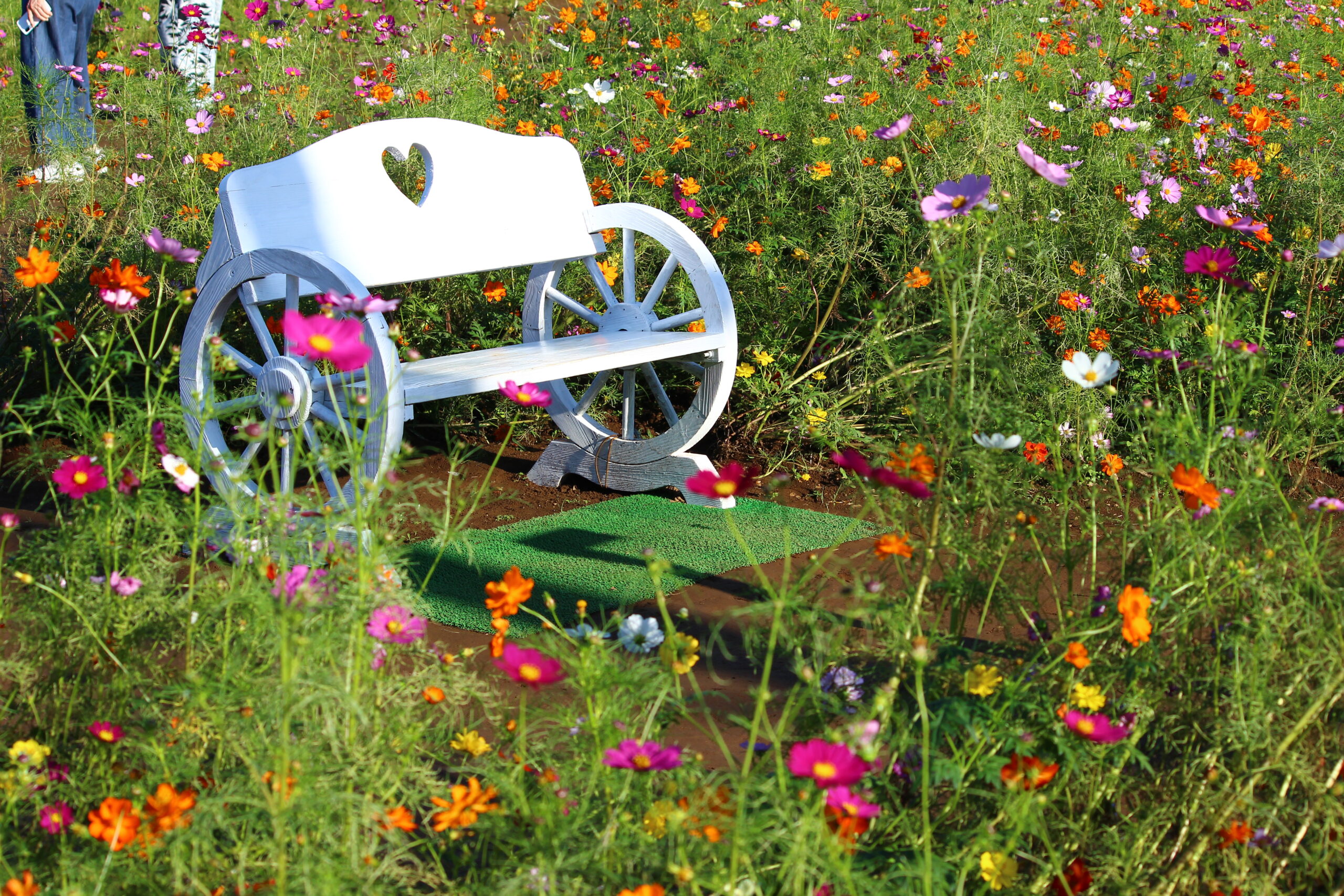 コスモスウィーク