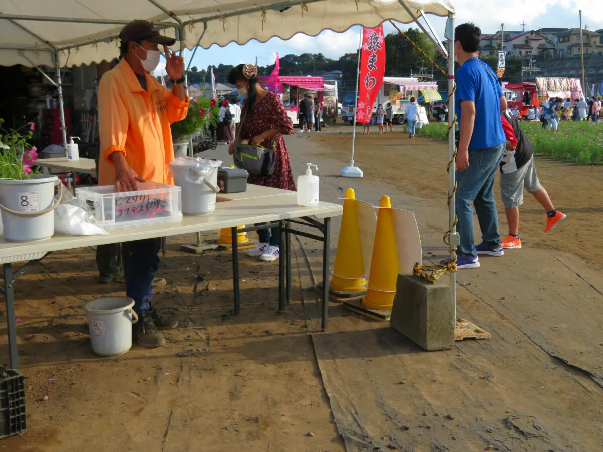 佐倉コスモスフェスタが開催中 風車を背景とする約50万の花がフォトジェニック オマツリジャパン あなたと祭りをつなげるメディア
