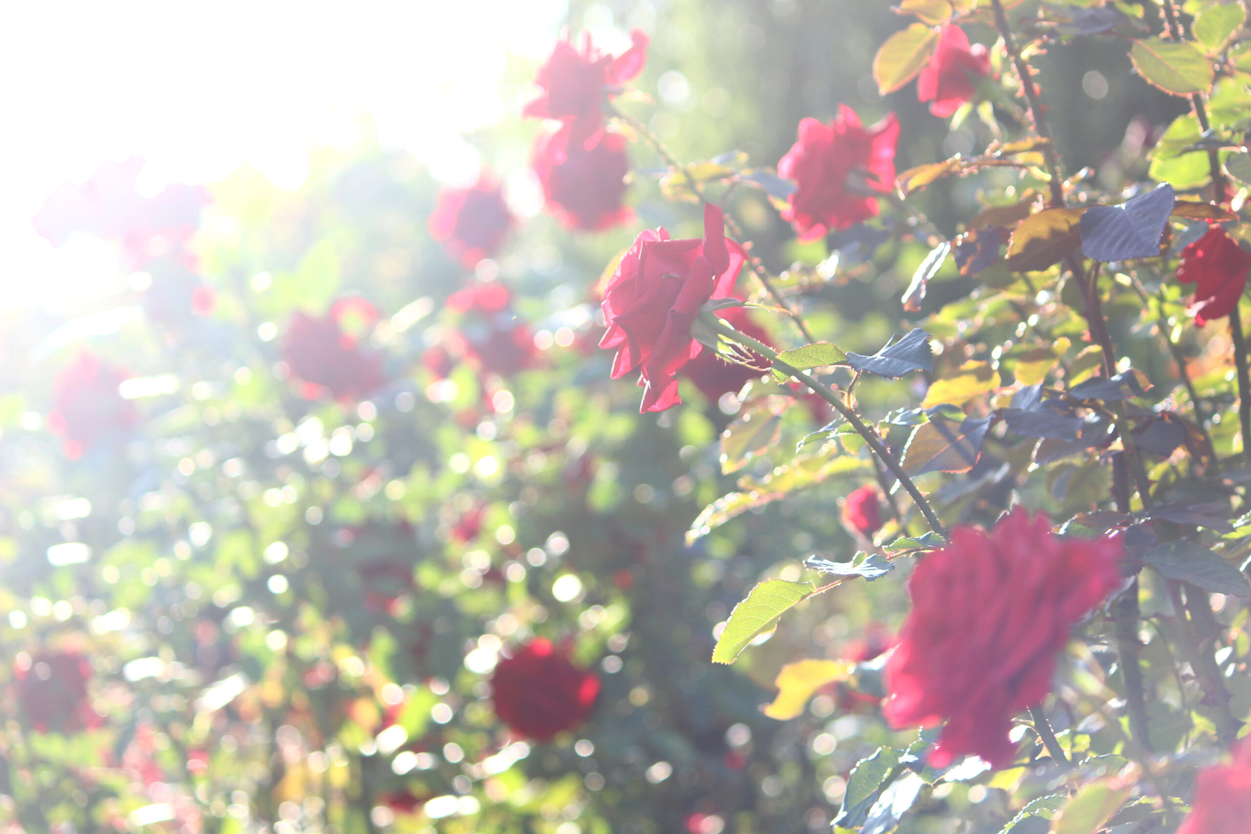 オータムガーデンフェスティバル