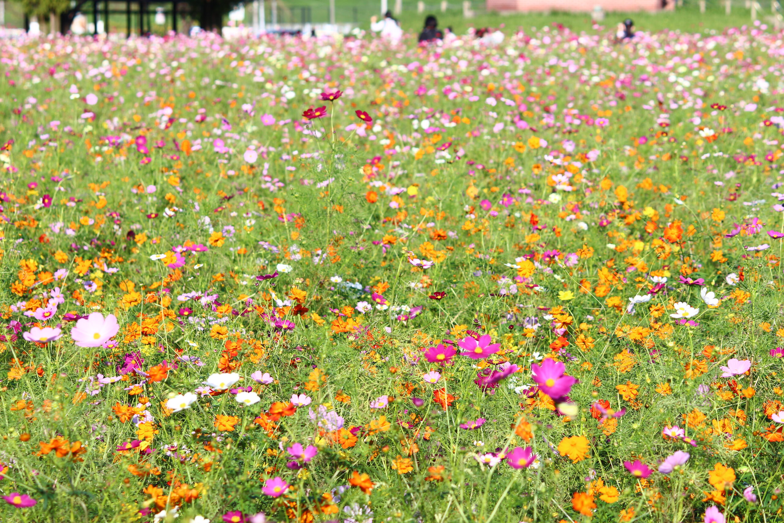 コスモスウィーク