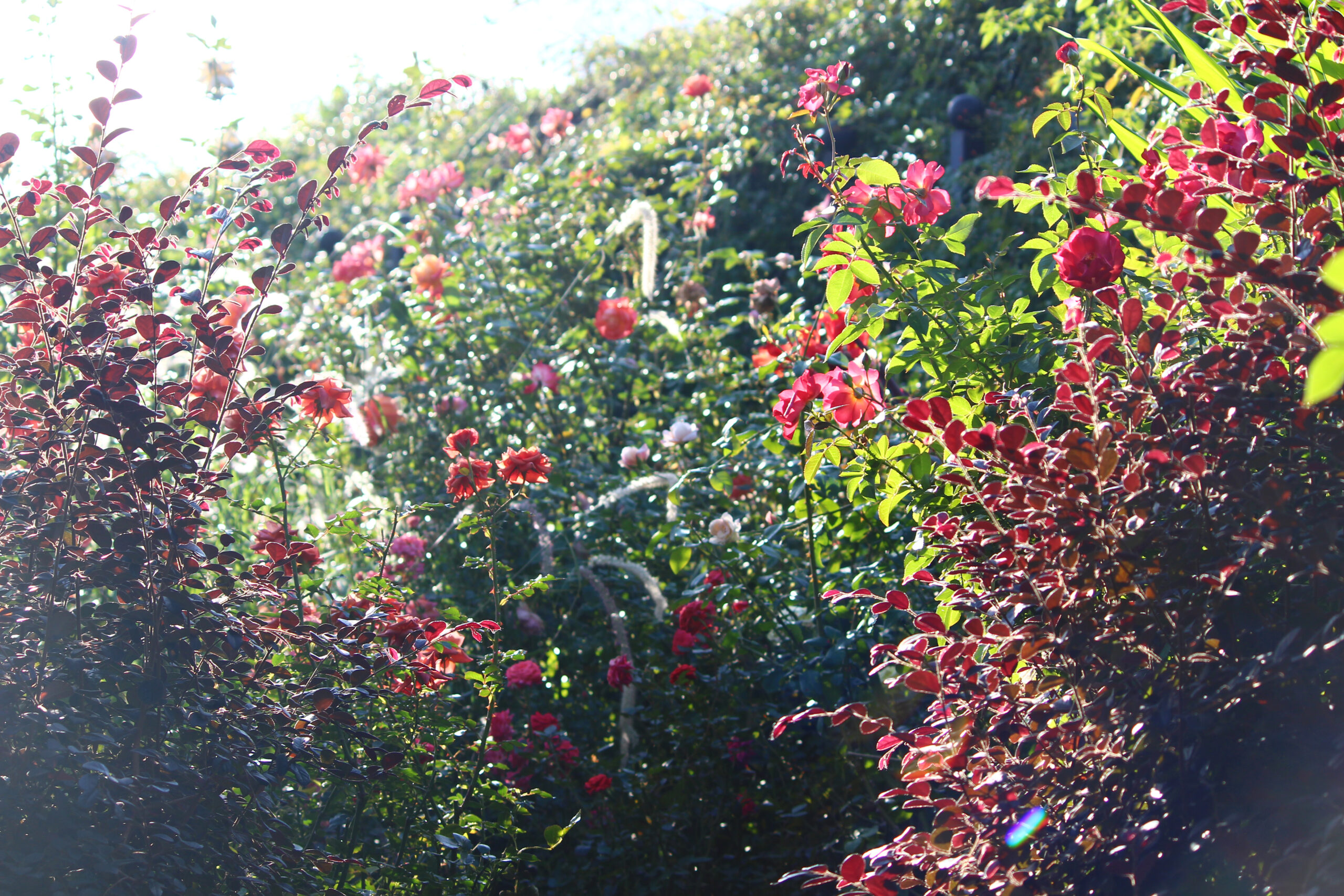 オータムガーデンフェスティバル