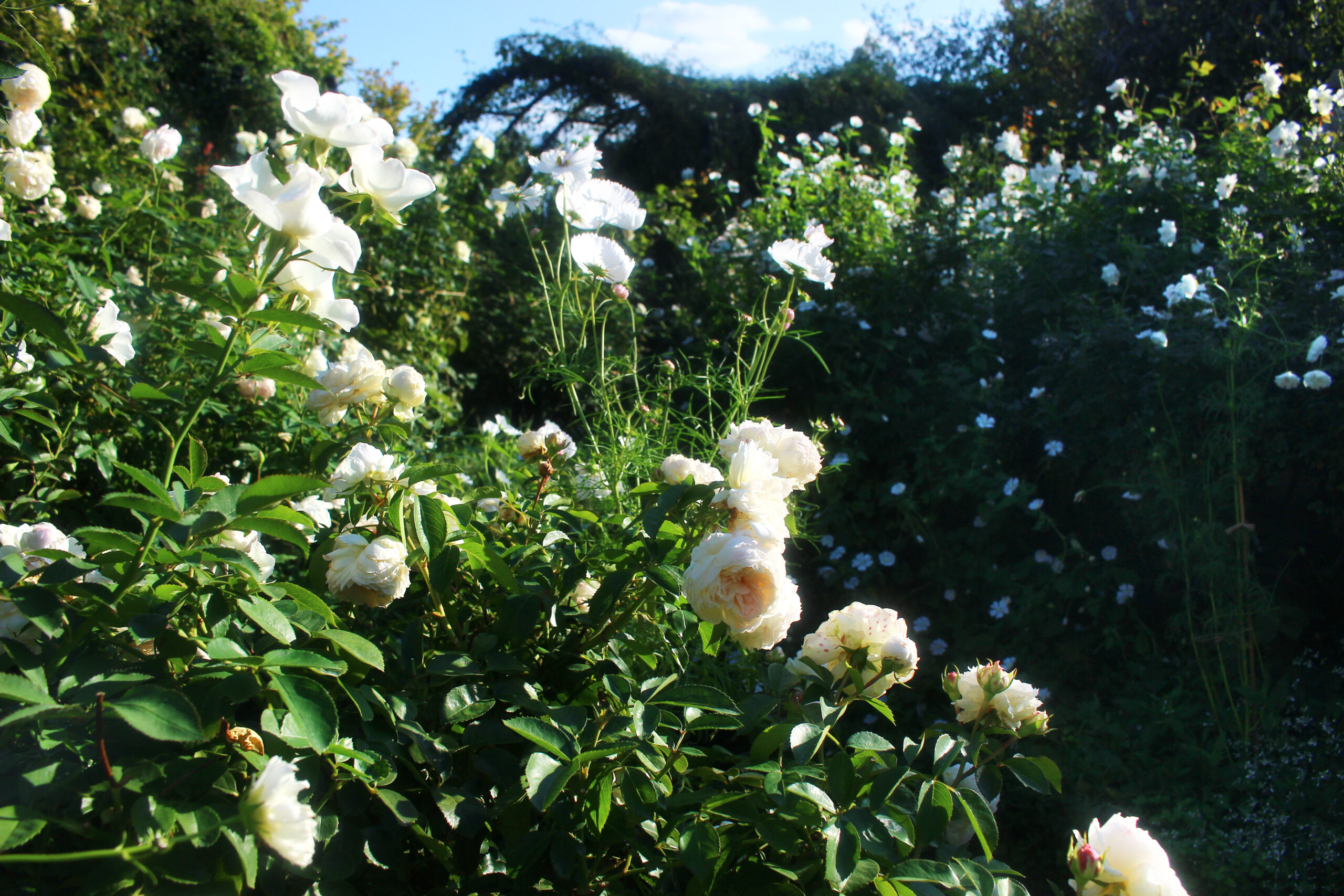 オータムガーデンフェスティバル