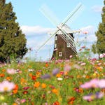 あけぼの山農業公園コスモスウィーク開催中！風車を飾る一面の花が見どころ