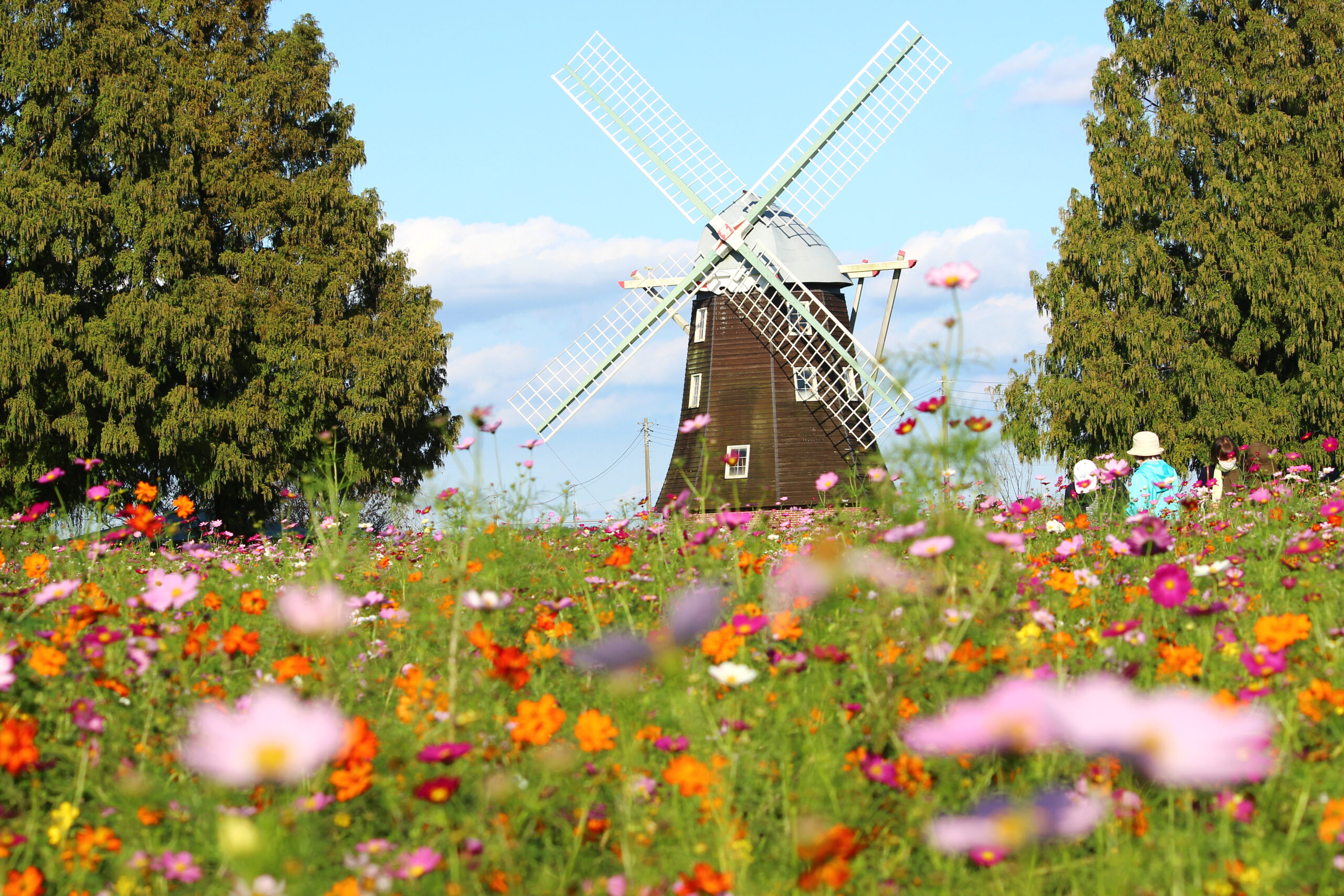 コスモスウィーク