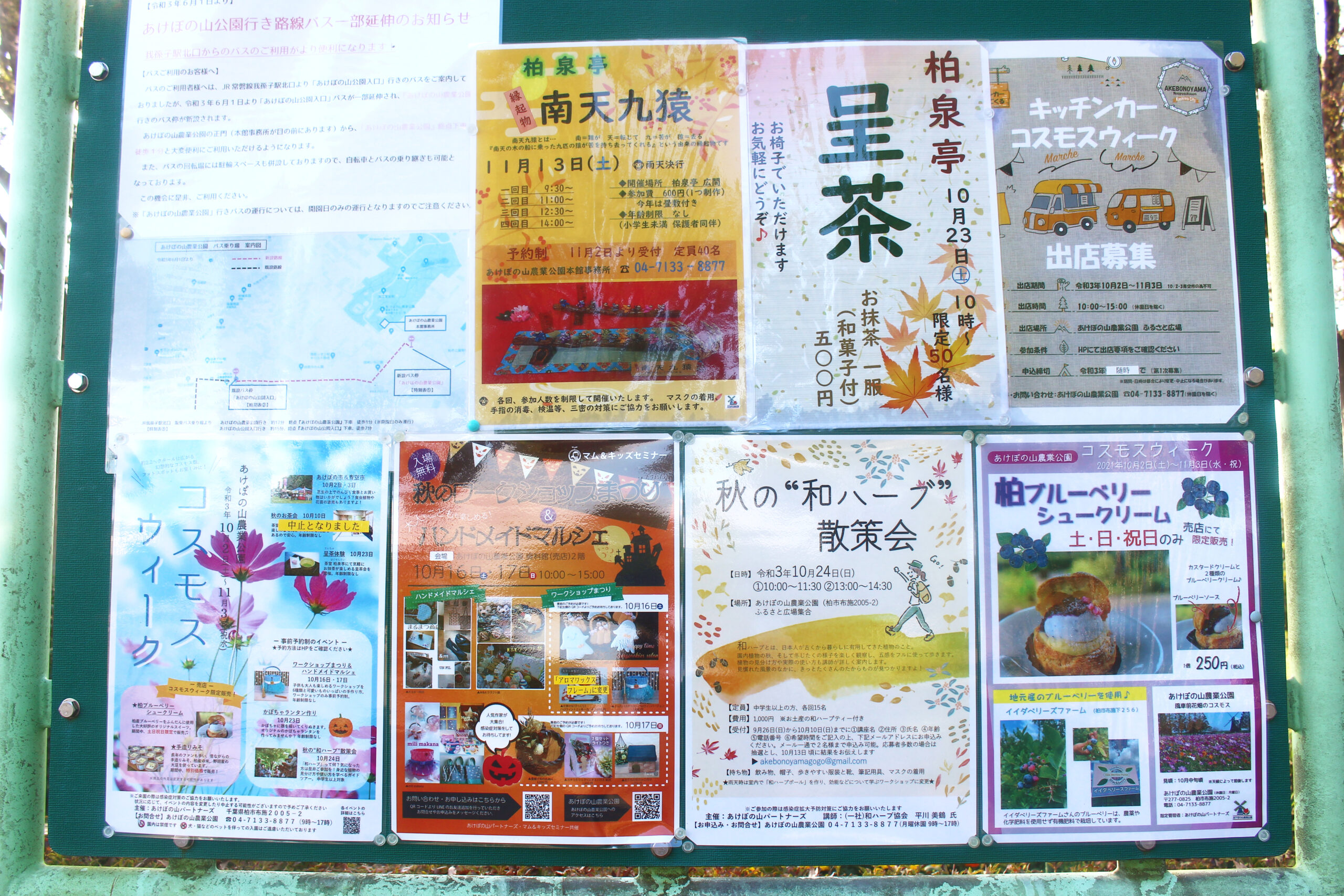 コスモスウィーク