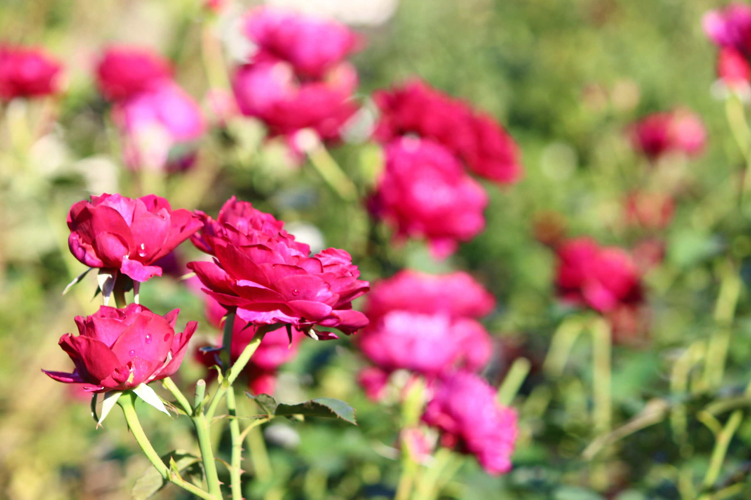 オータムガーデンフェスティバル