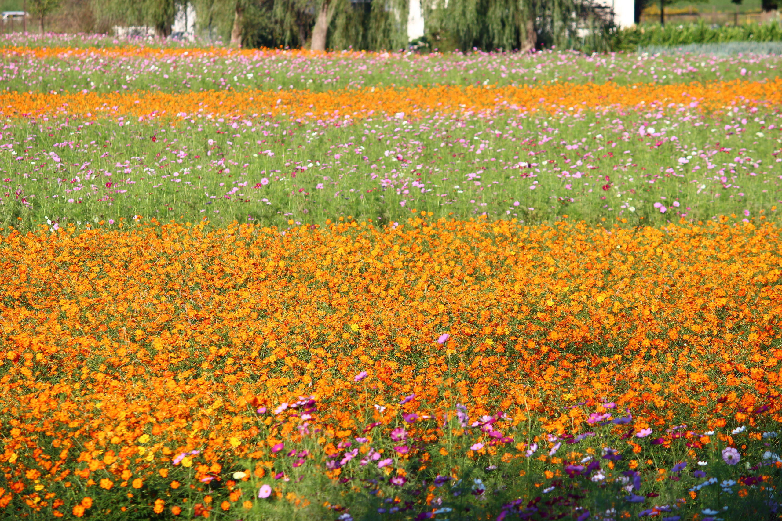 コスモスウィーク