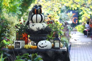 横浜・英国庭園のハロウィンがおしゃれ！2023年「オータム・フェスティバル」では秋バラも見頃です。