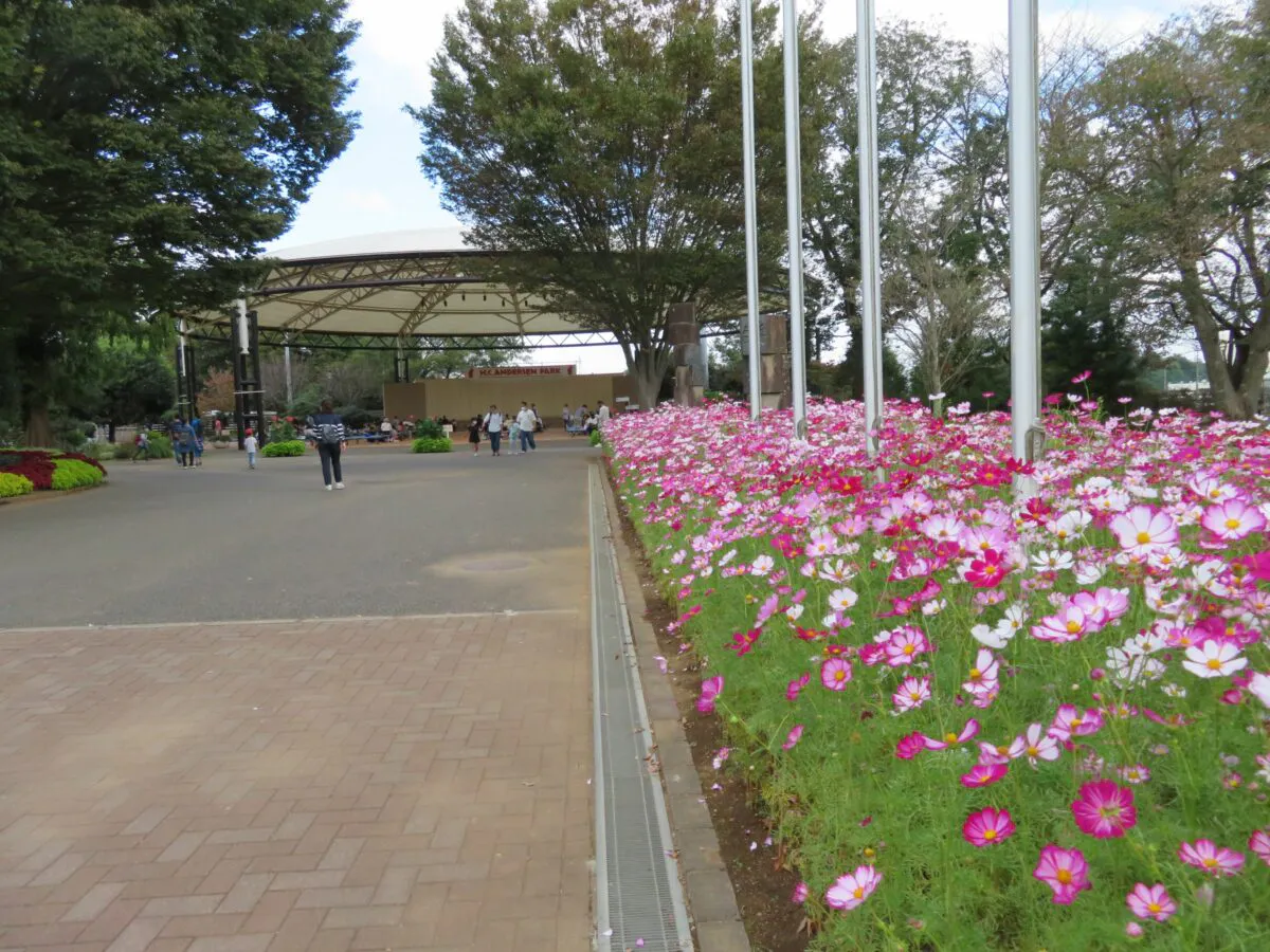ふなばしアンデルセン公園コスモスまつりが開催中 風車やメルヘンの丘の秋化粧 オマツリジャパン あなたと祭りをつなげるメディア
