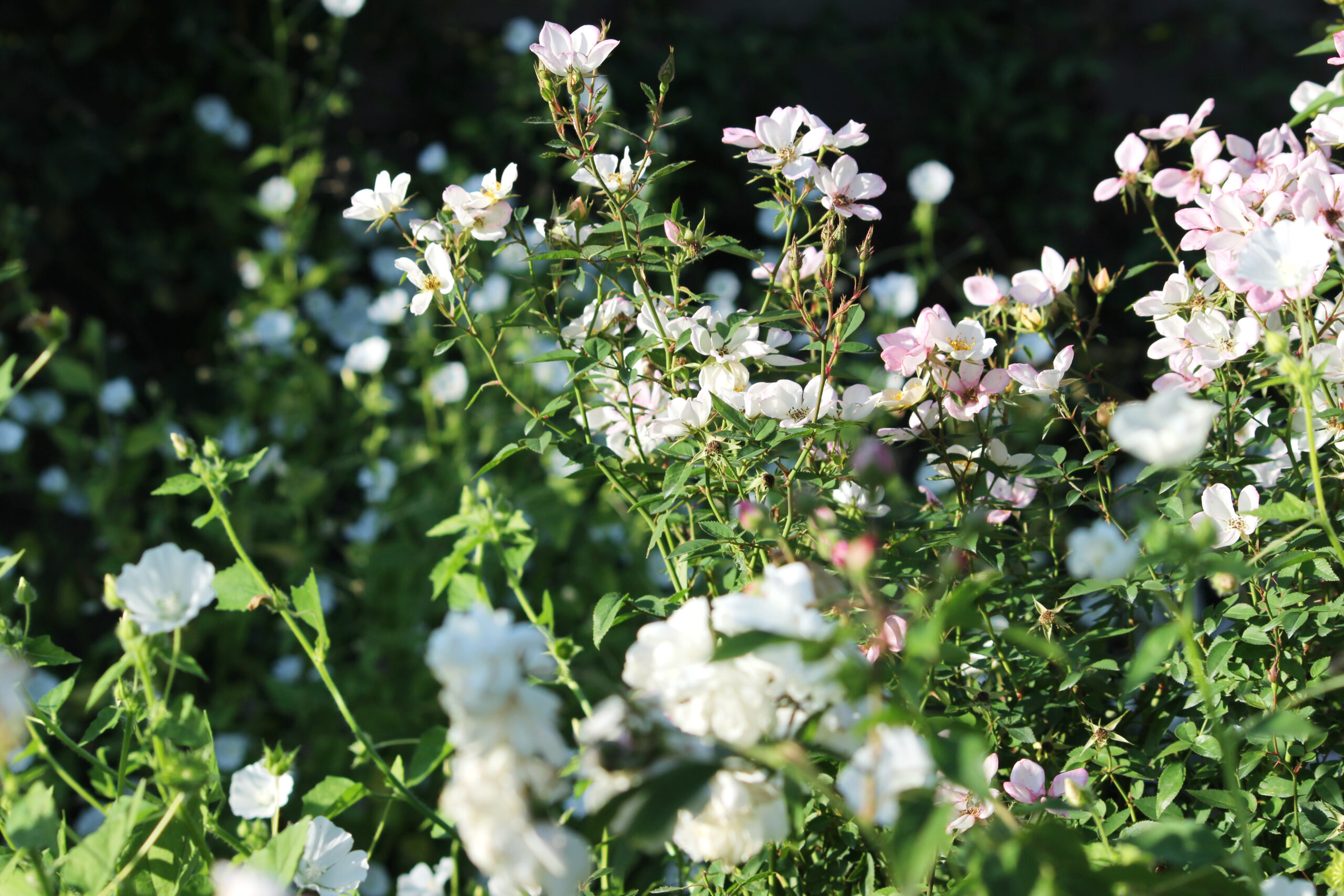 オータムガーデンフェスティバル