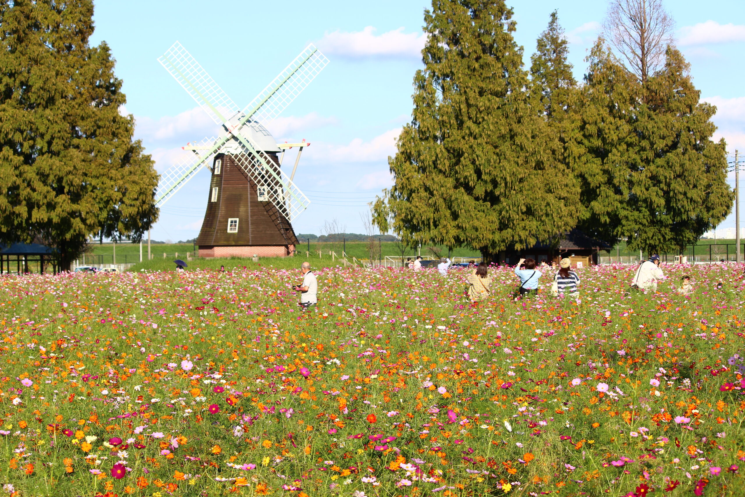 コスモスウィーク