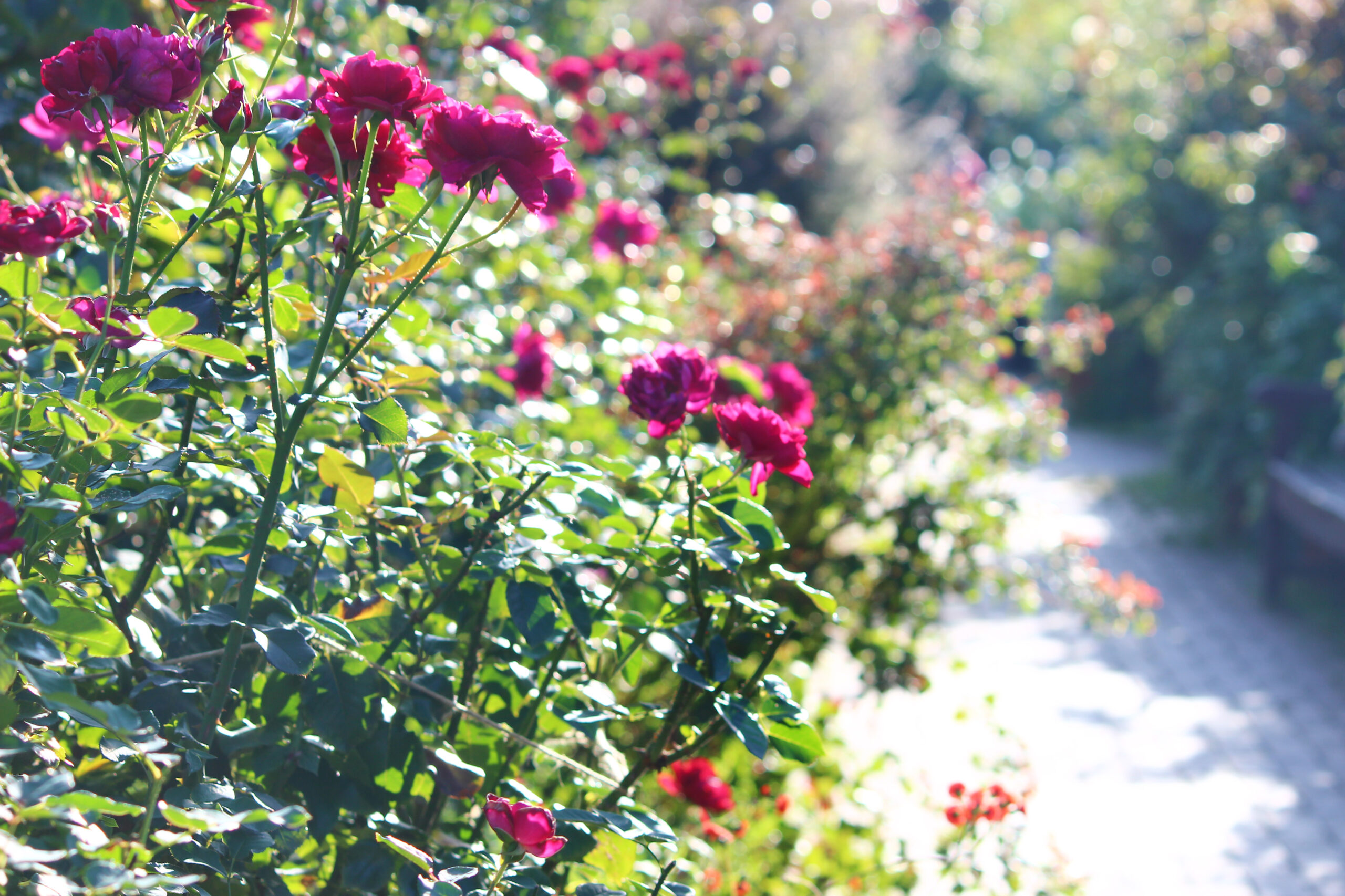 オータムガーデンフェスティバル