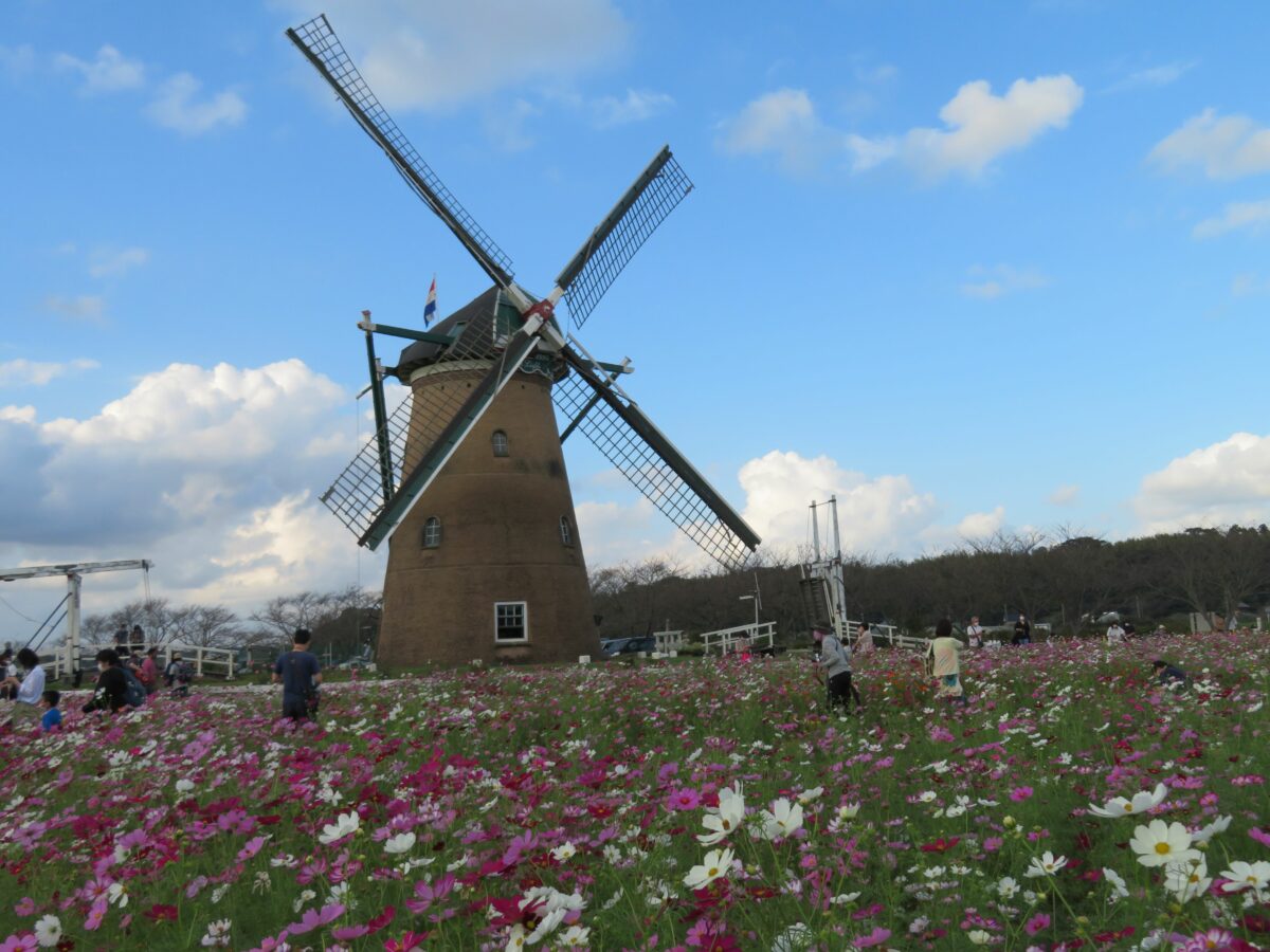 佐倉コスモスフェスタが開催中！風車を背景とする約50万の花がフォトジェニック