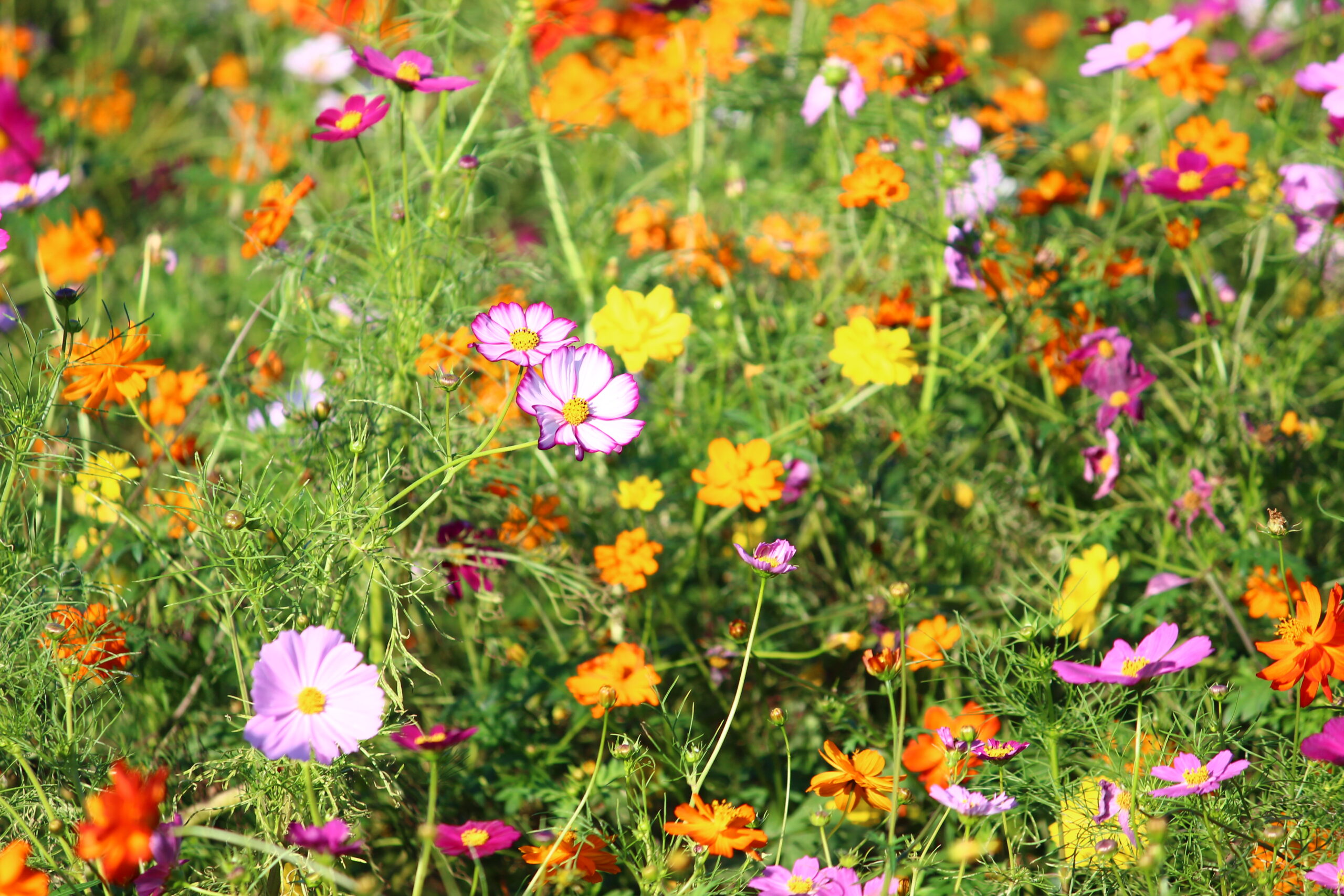 コスモスウィーク