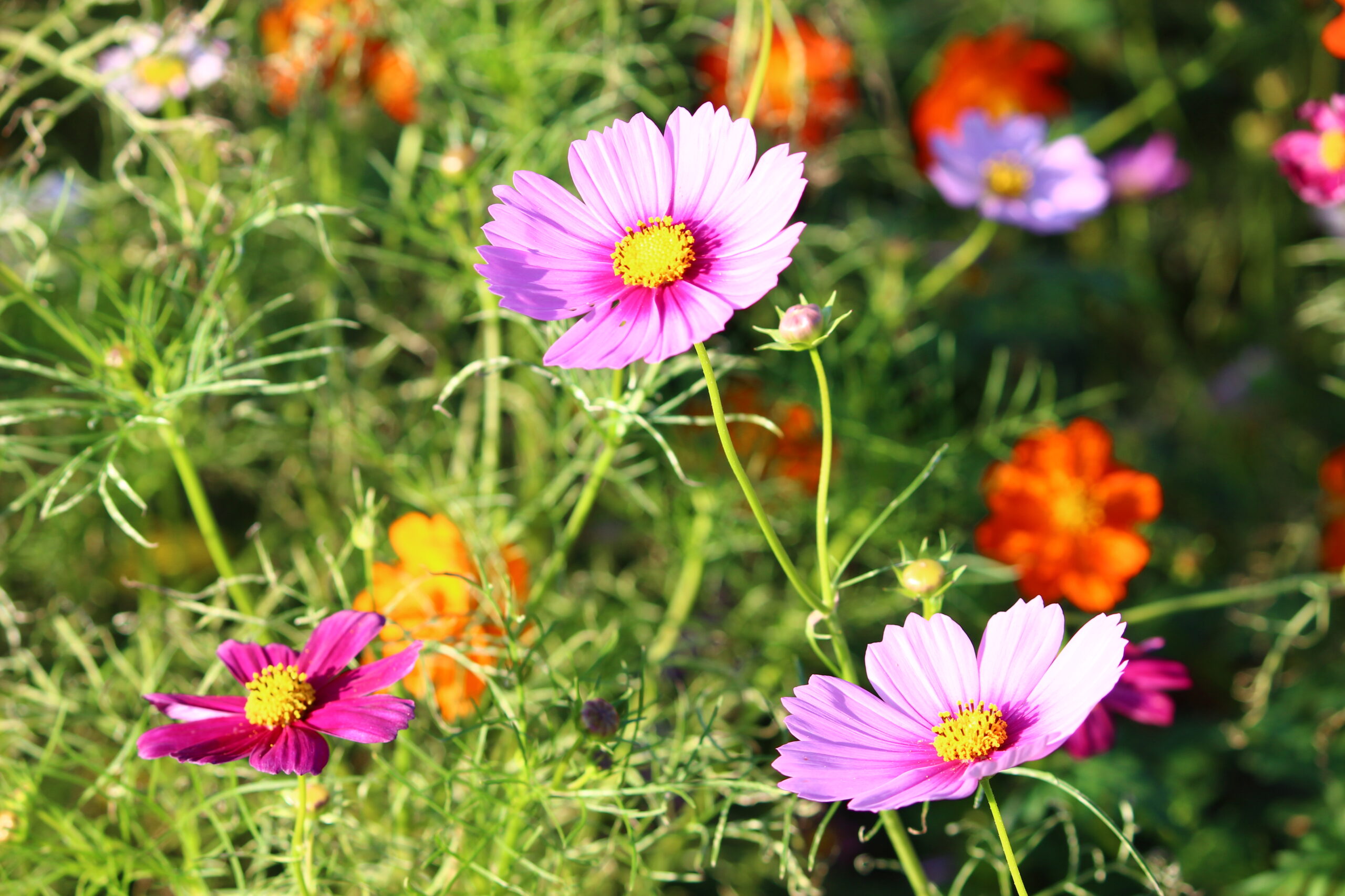 コスモスウィーク