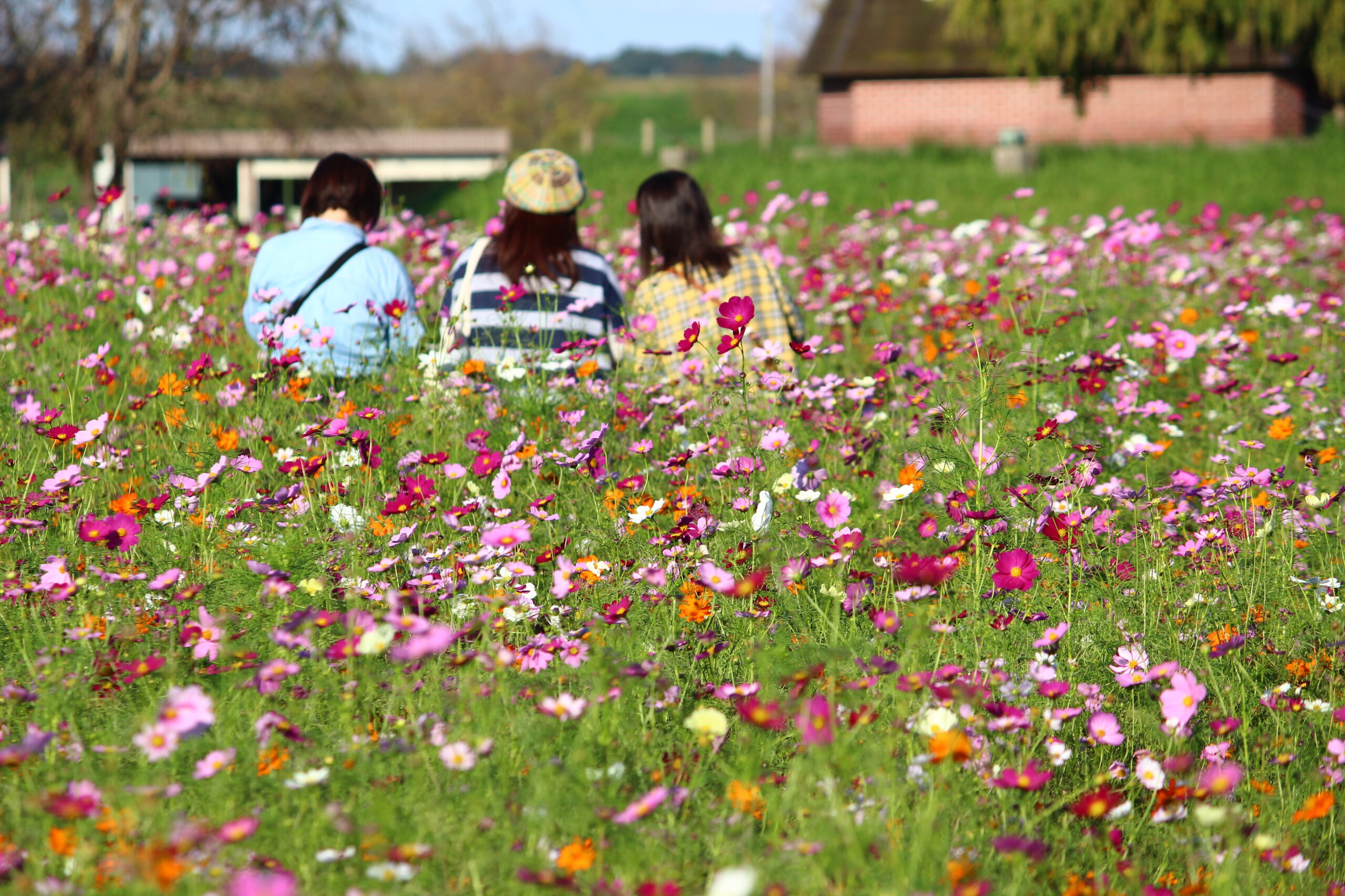 コスモスウィーク