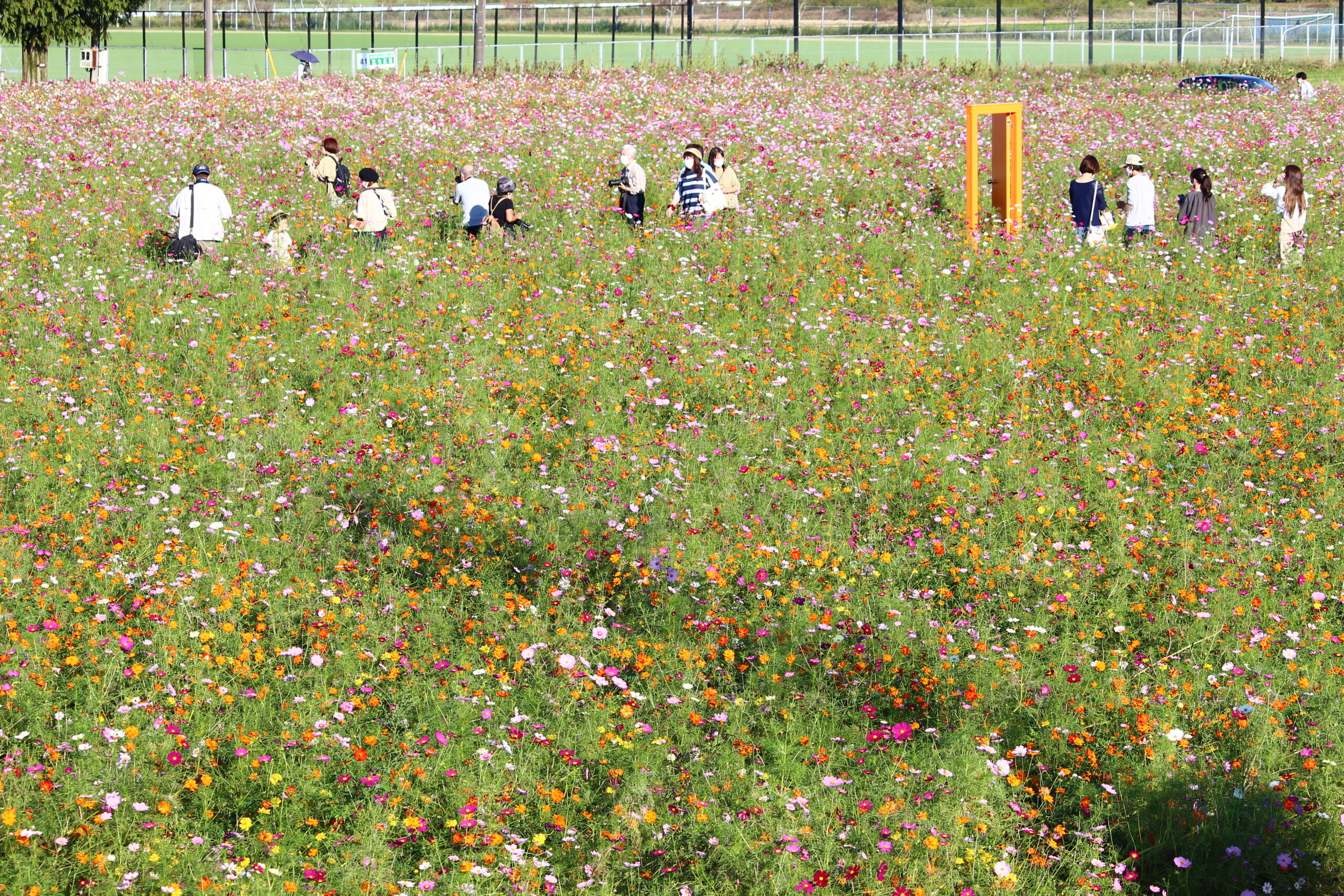 コスモスウィーク