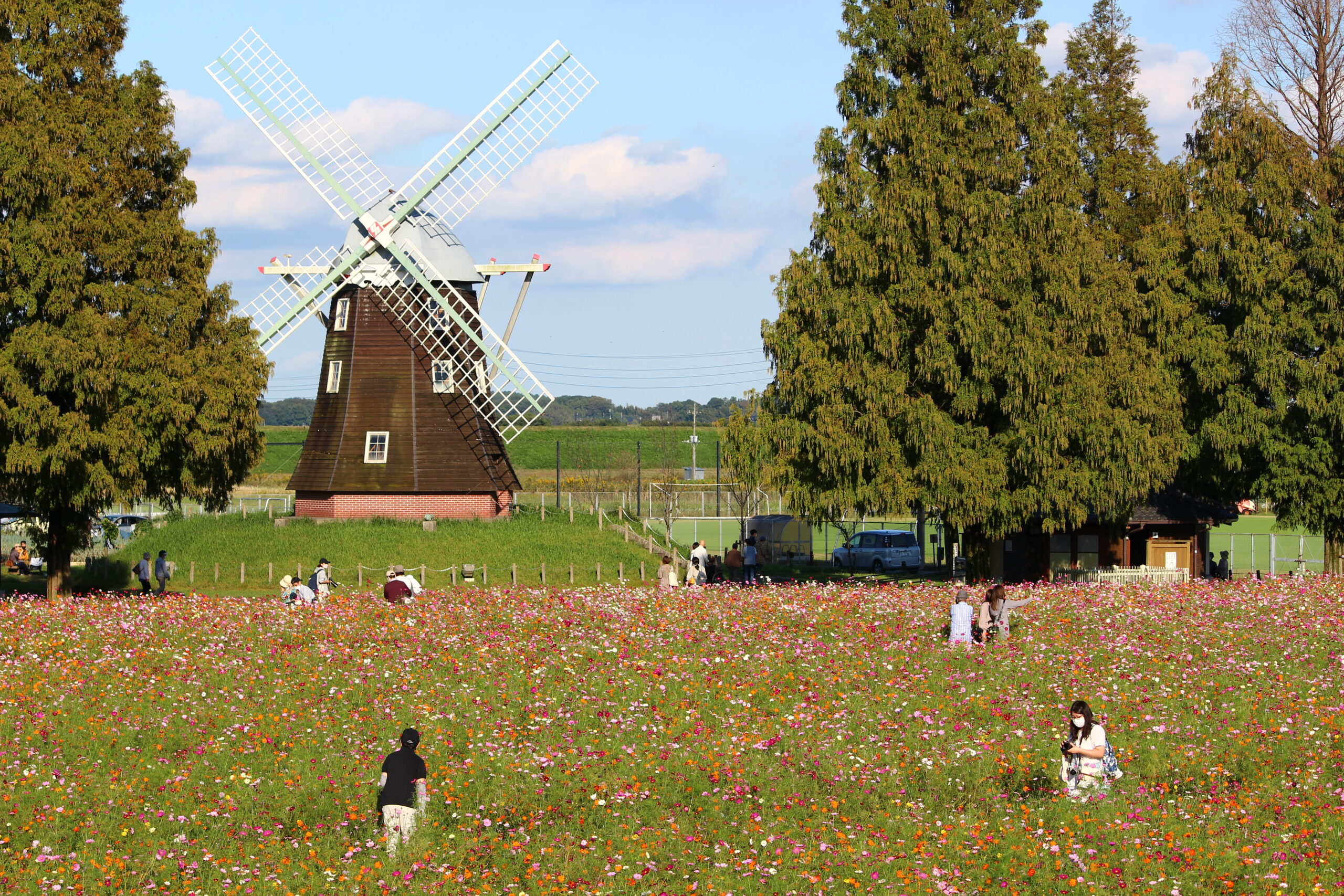 コスモスウィーク