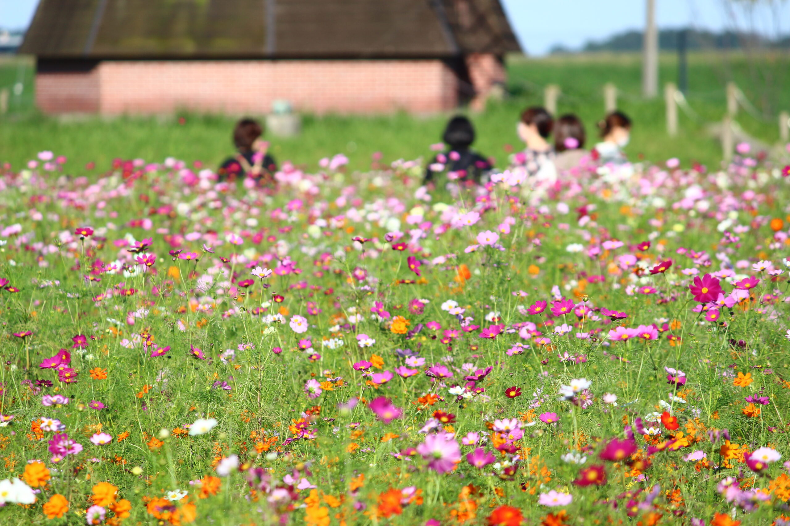 コスモスウィーク