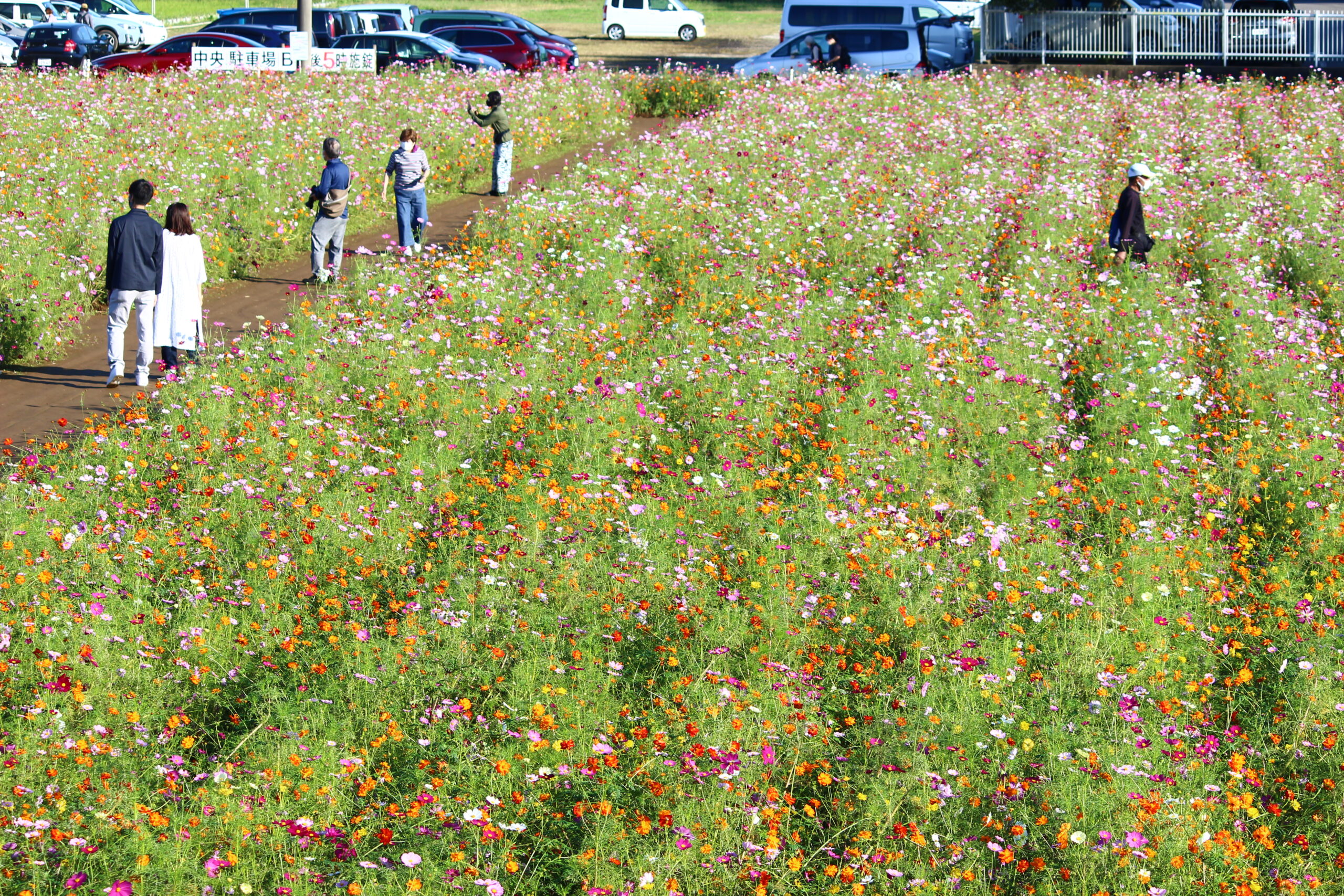 コスモスウィーク