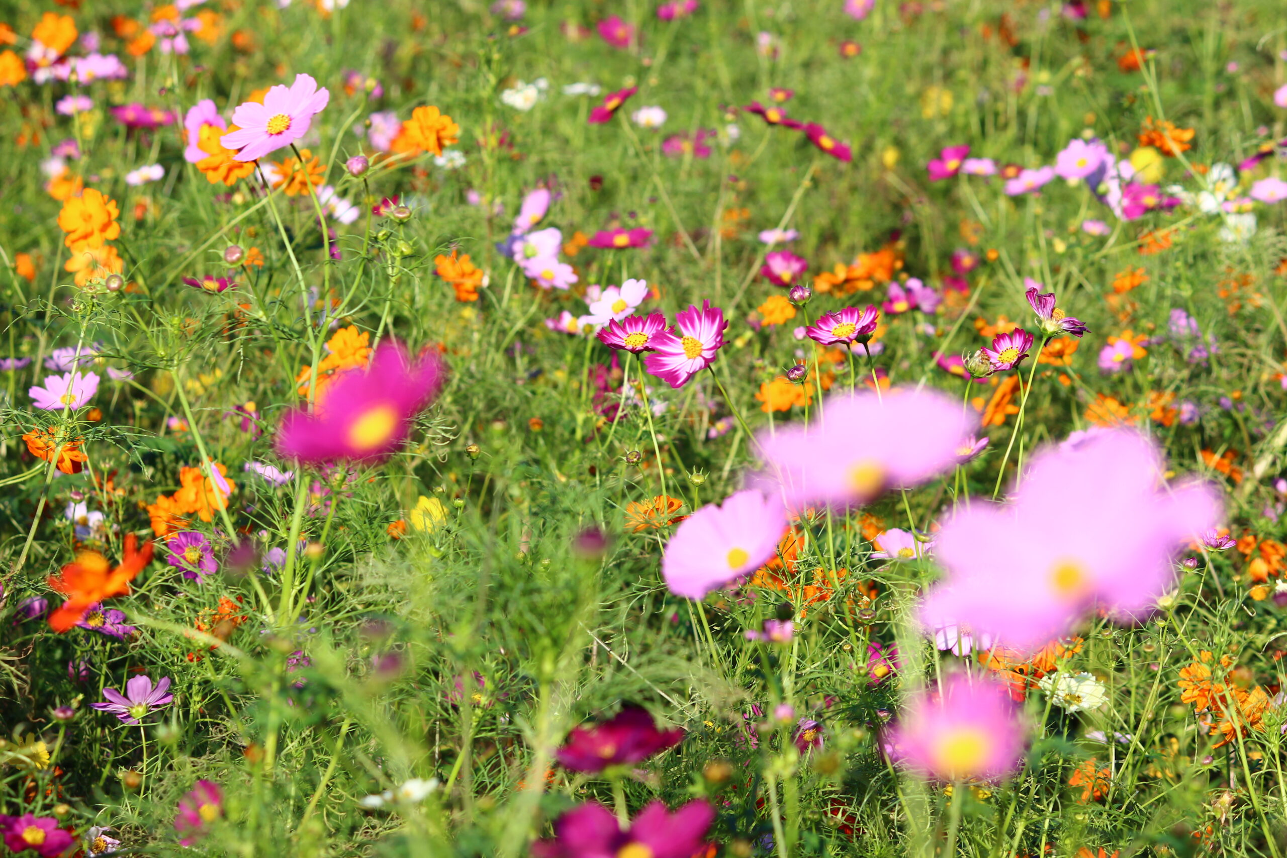 コスモスウィーク