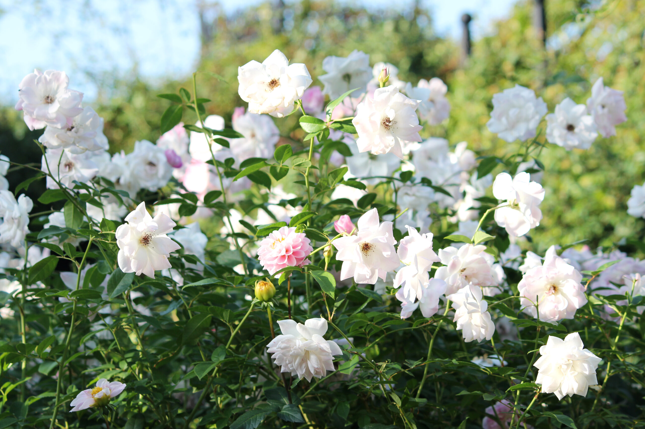 オータムガーデンフェスティバル