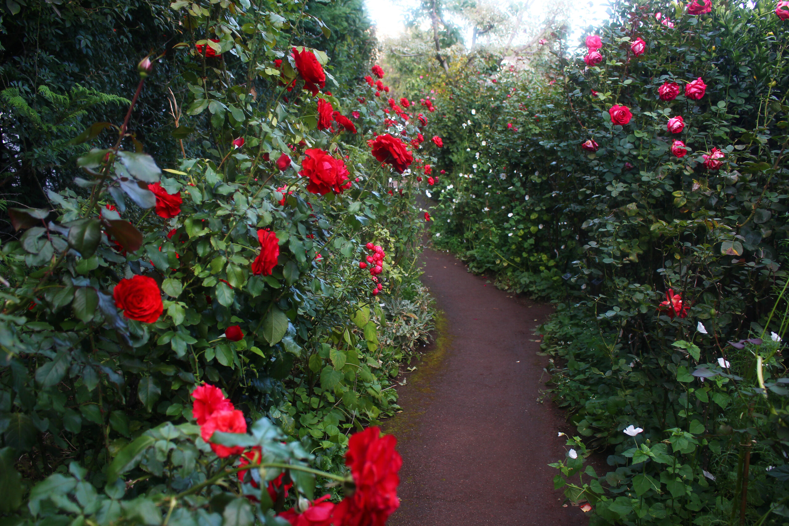 オータムガーデンフェスティバル