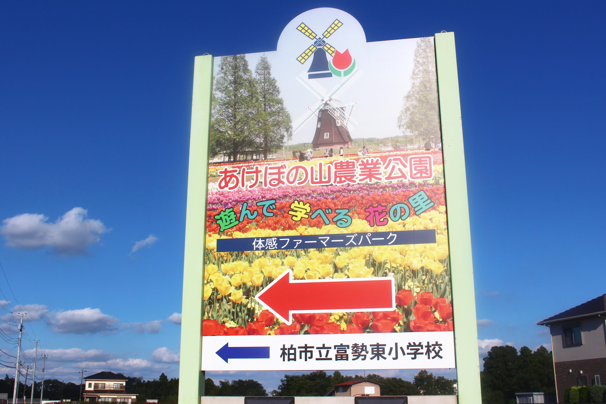 コスモスウィーク