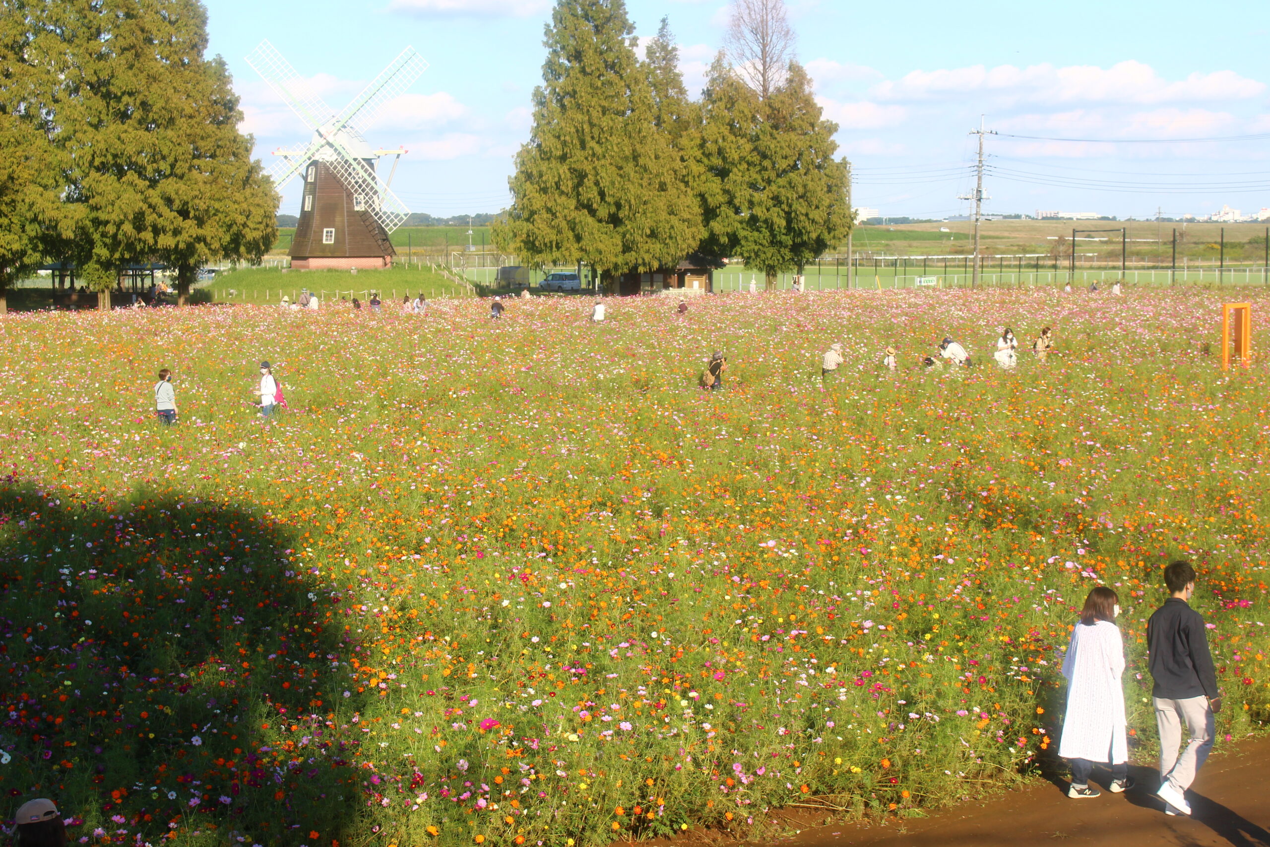 コスモスウィーク