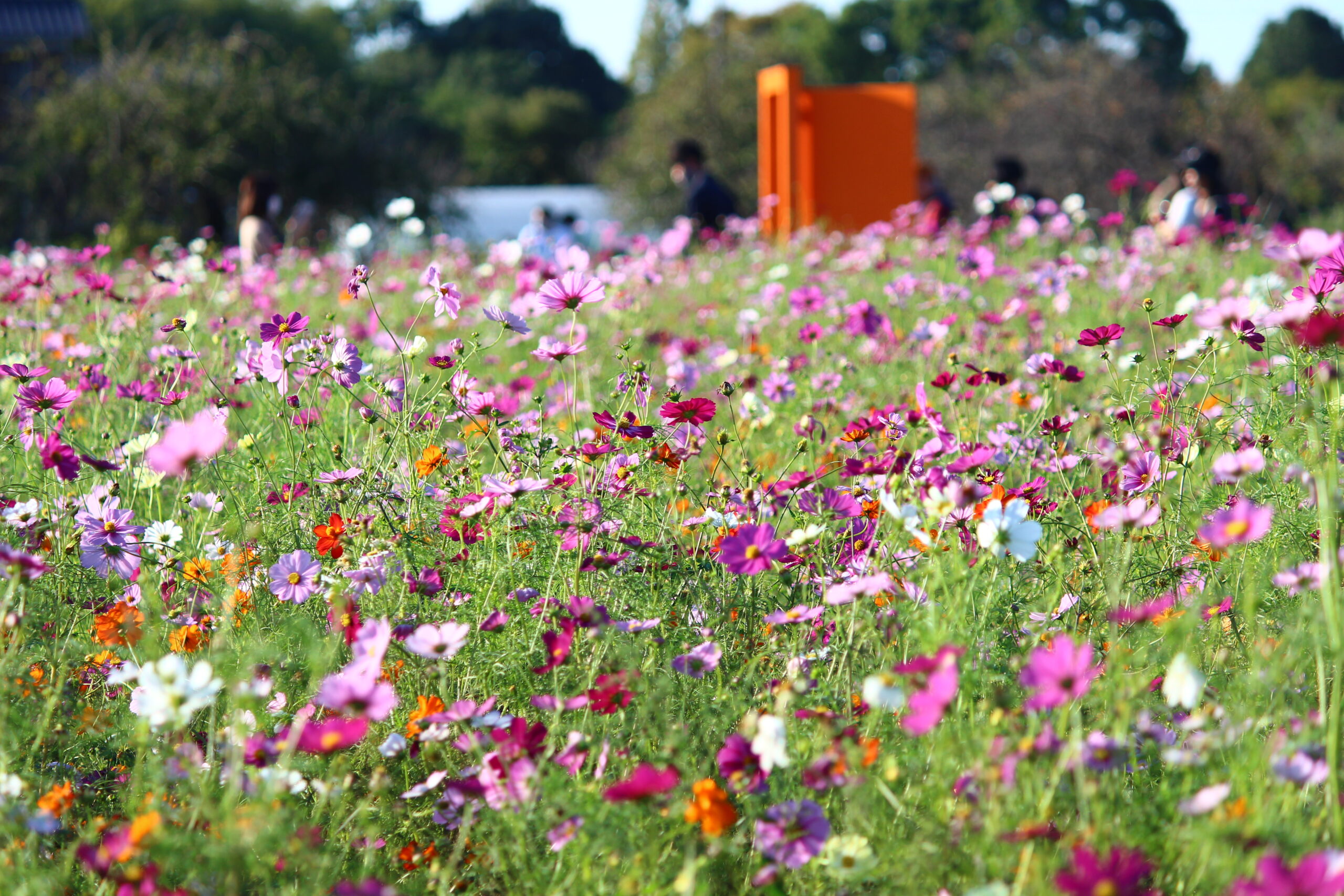 コスモスウィーク