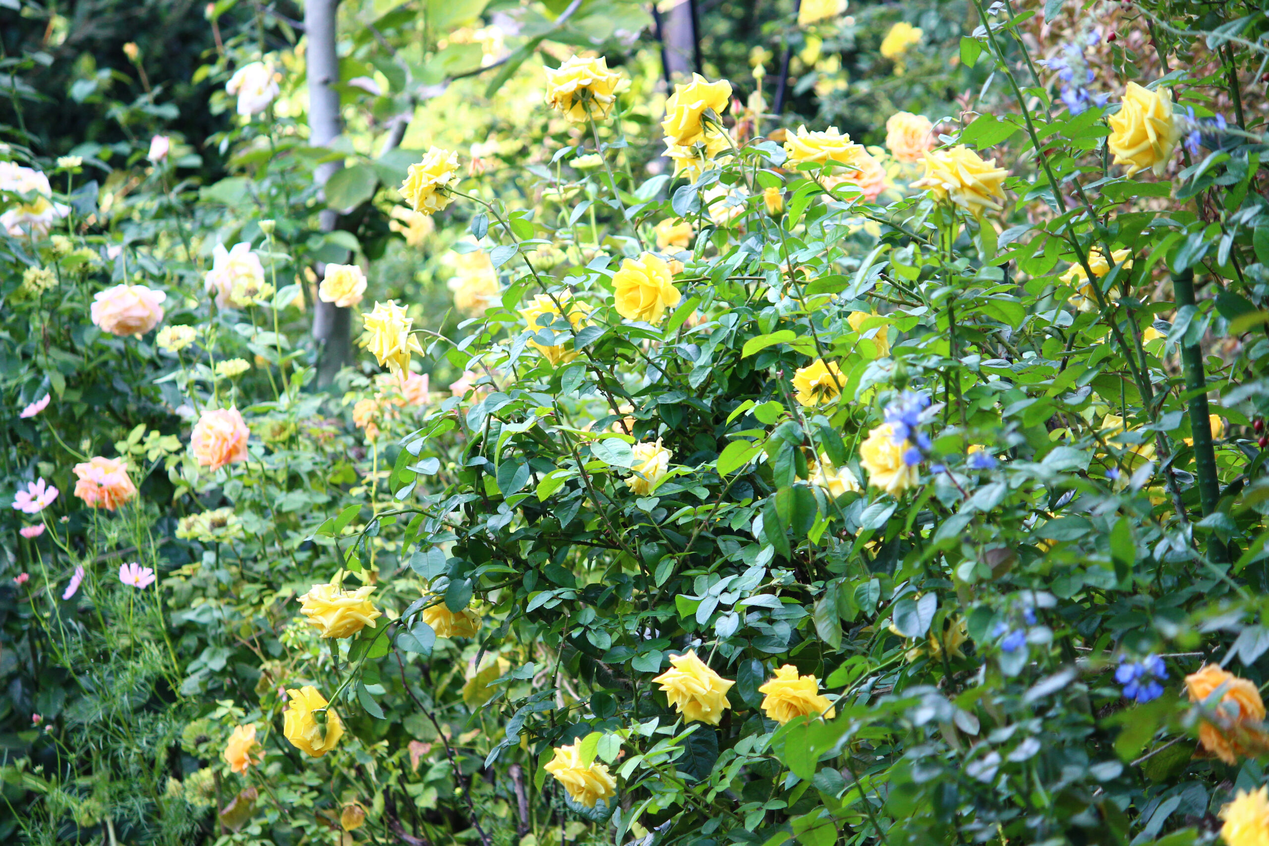 オータムガーデンフェスティバル