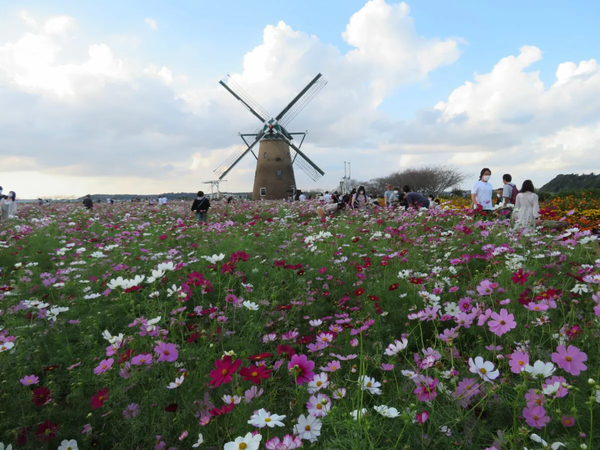 佐倉コスモスフェスタが開催中 風車を背景とする約50万の花がフォトジェニック オマツリジャパン あなたと祭りをつなげるメディア