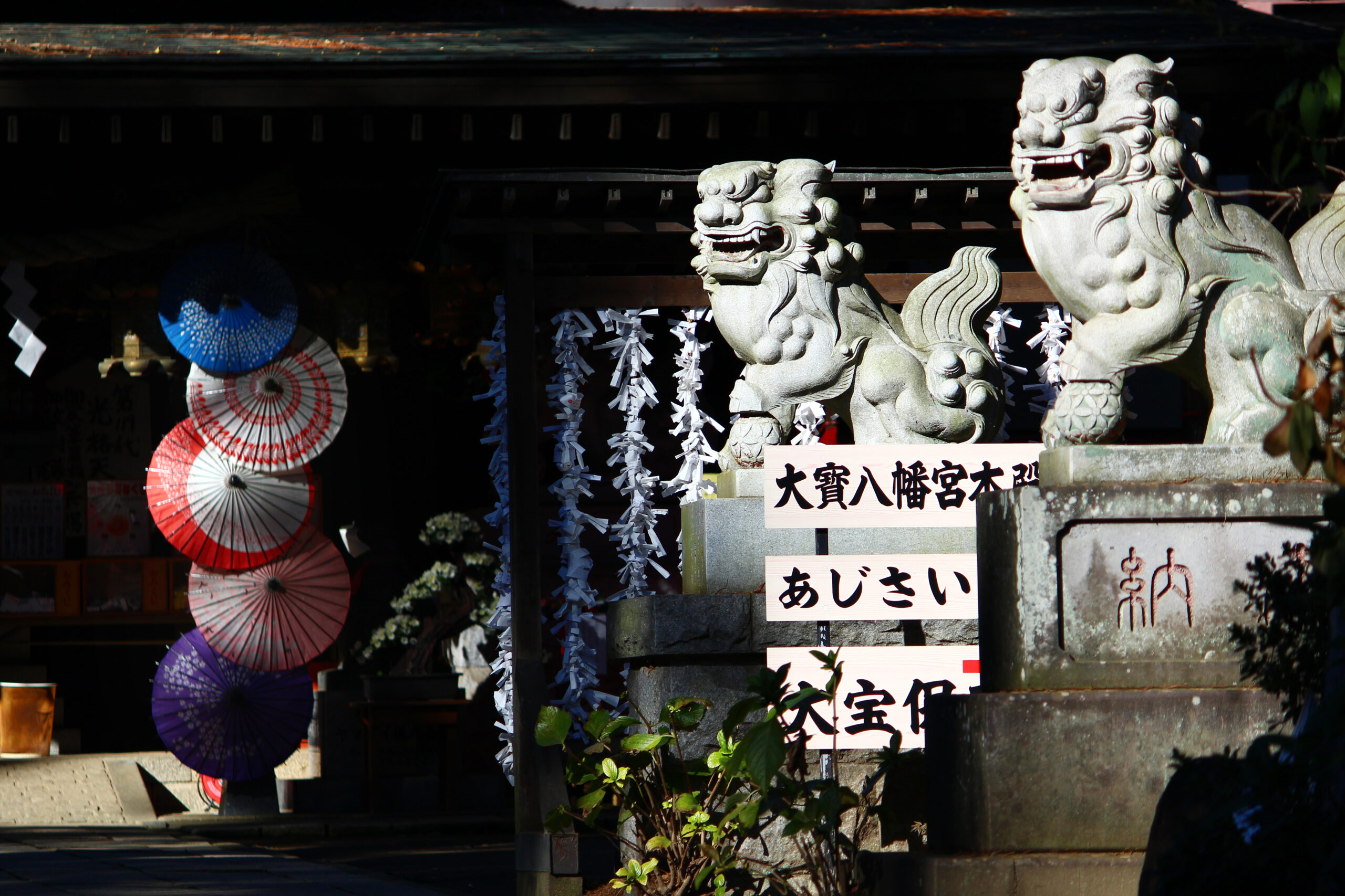 下妻市菊まつり