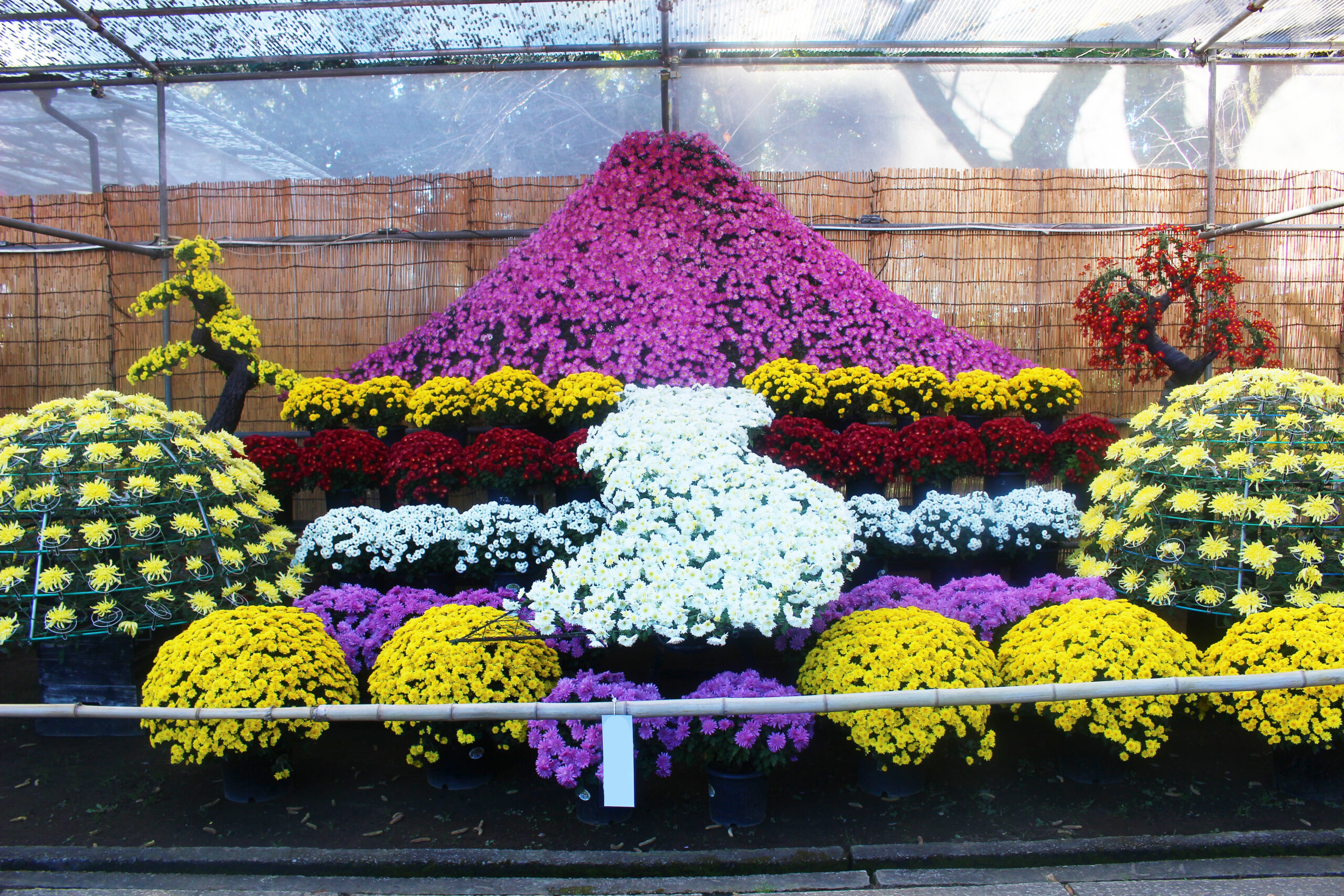 下妻市菊まつり