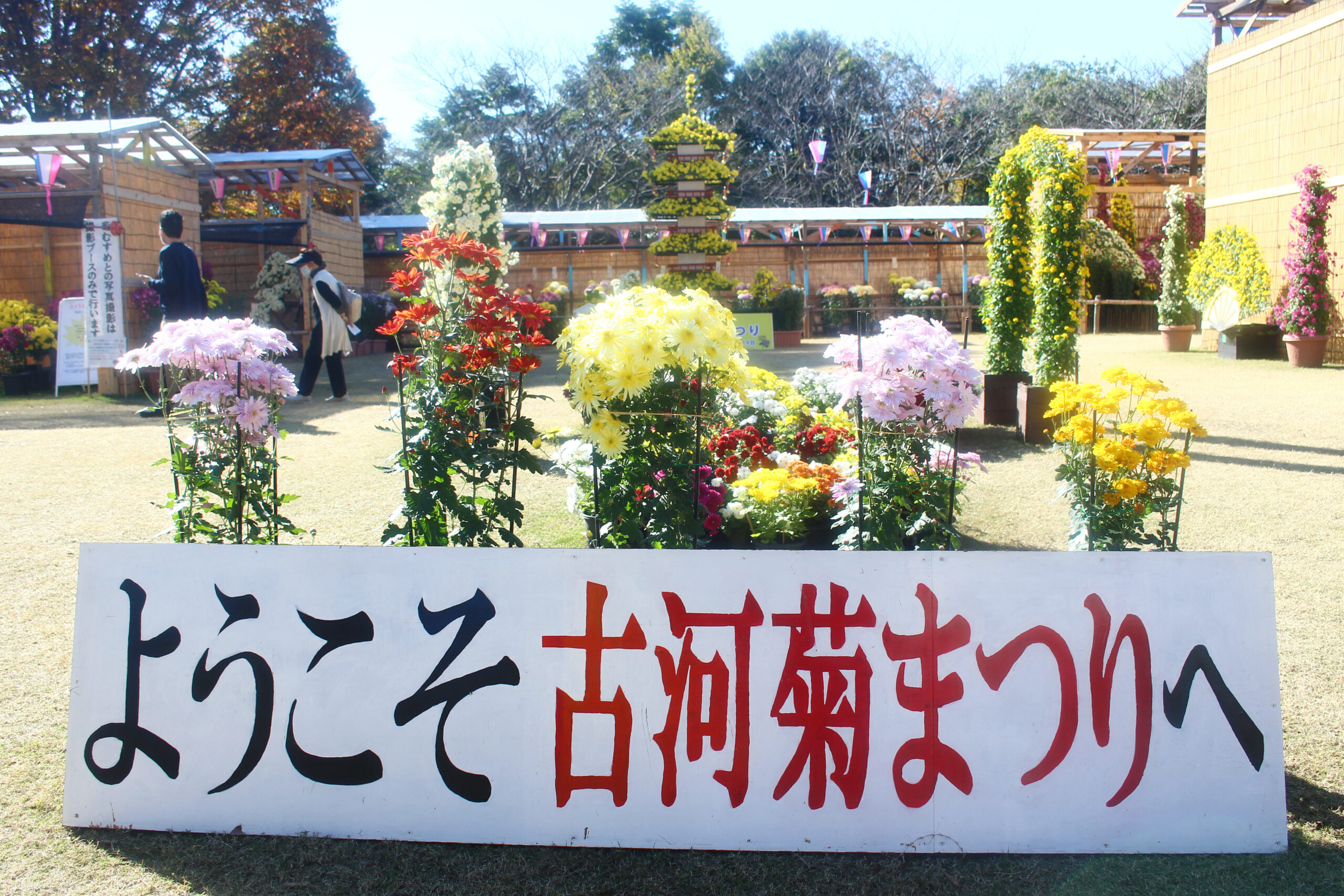古河菊まつり