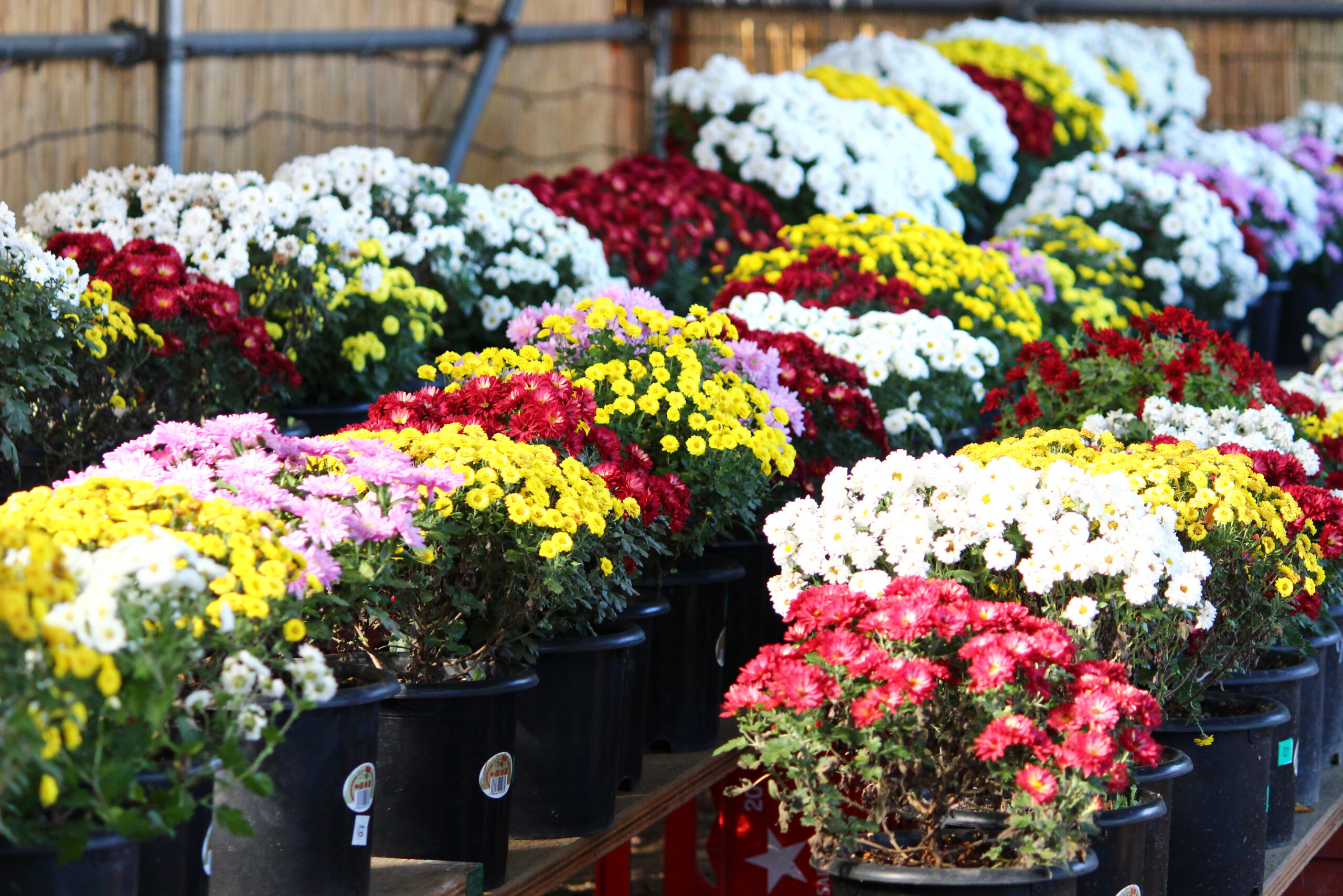 下妻市菊まつり