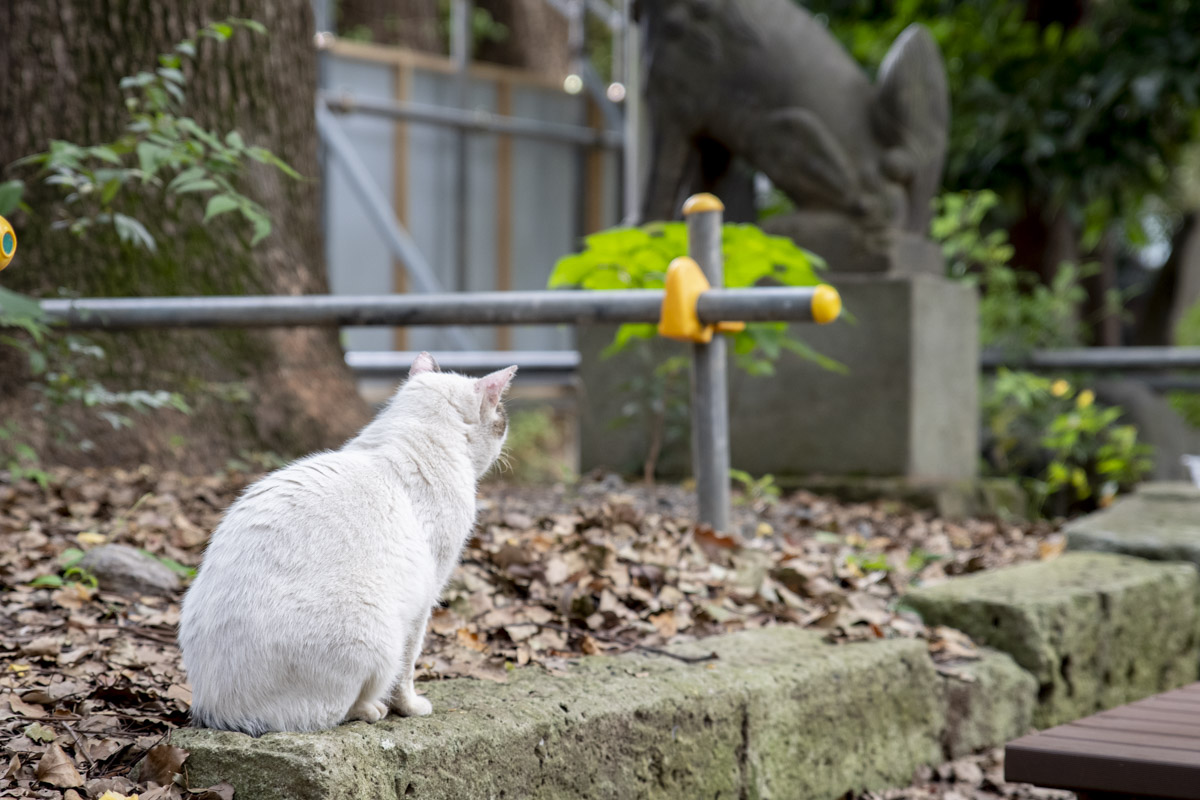 代々木八幡宮14