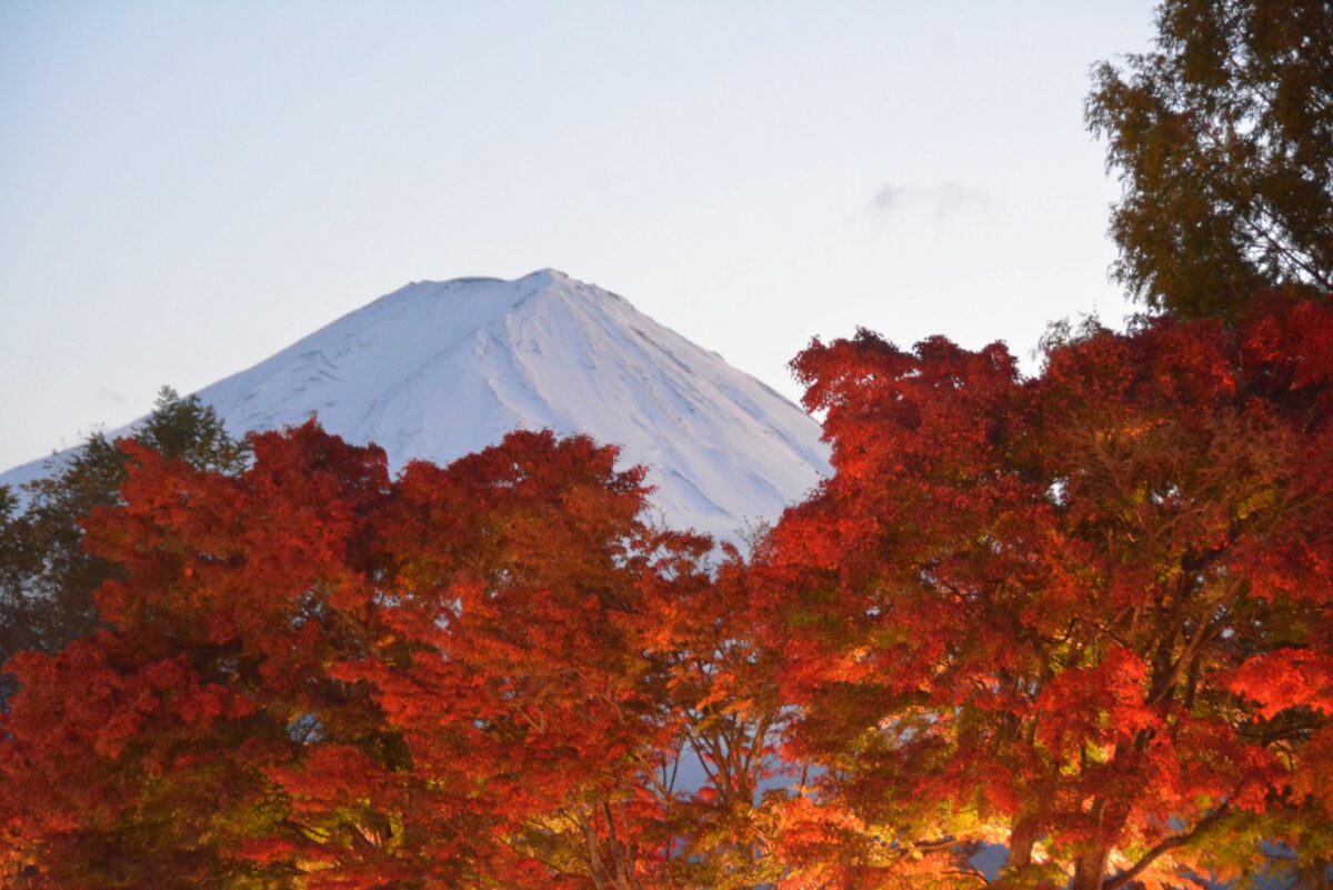 富士河口湖紅葉まつりが開催中！富士山の北麓でライトアップされるもみじ回廊